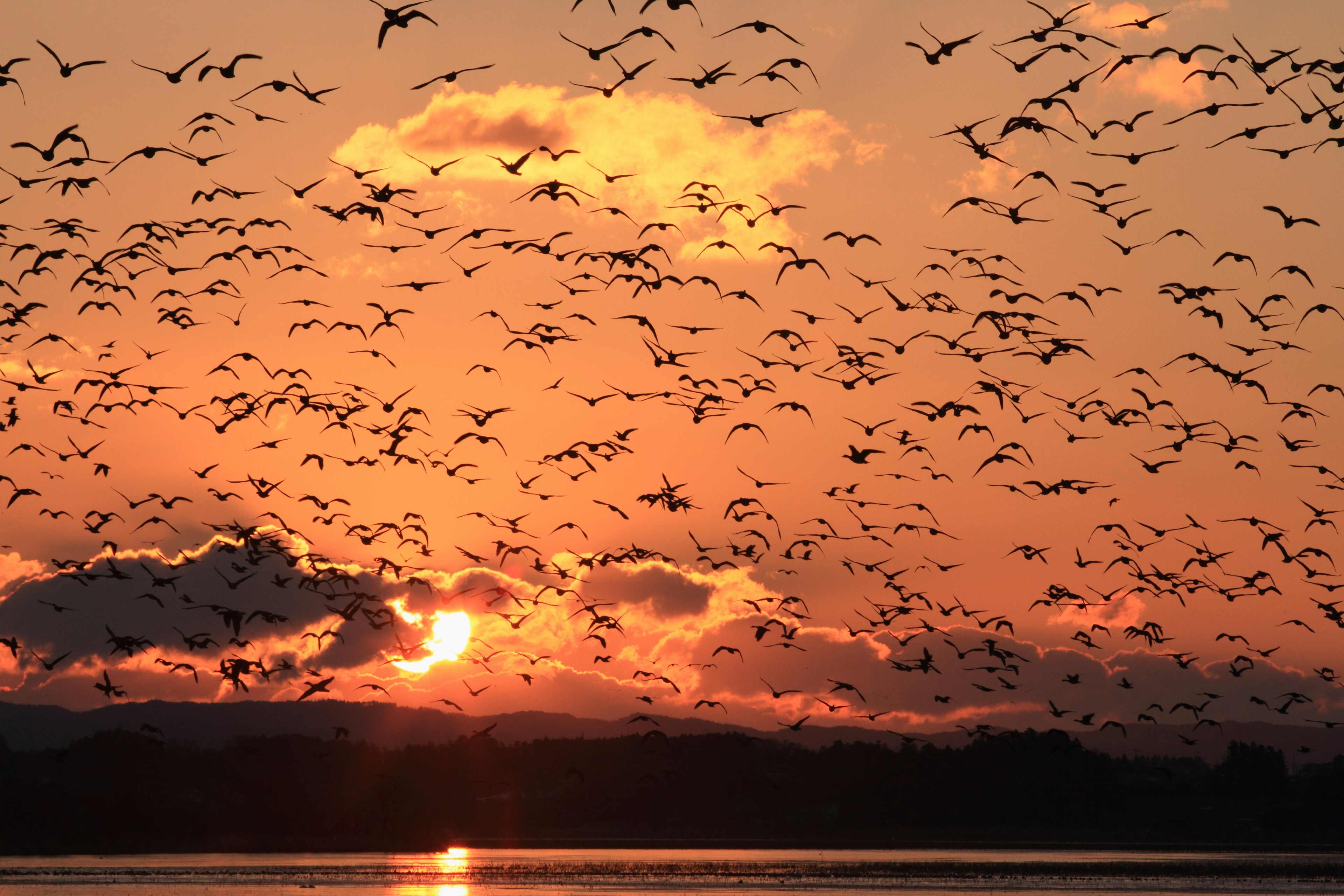 Zahlreiche Vögel fliegen gegen einen Sonnenuntergangshimmel mit Wolken