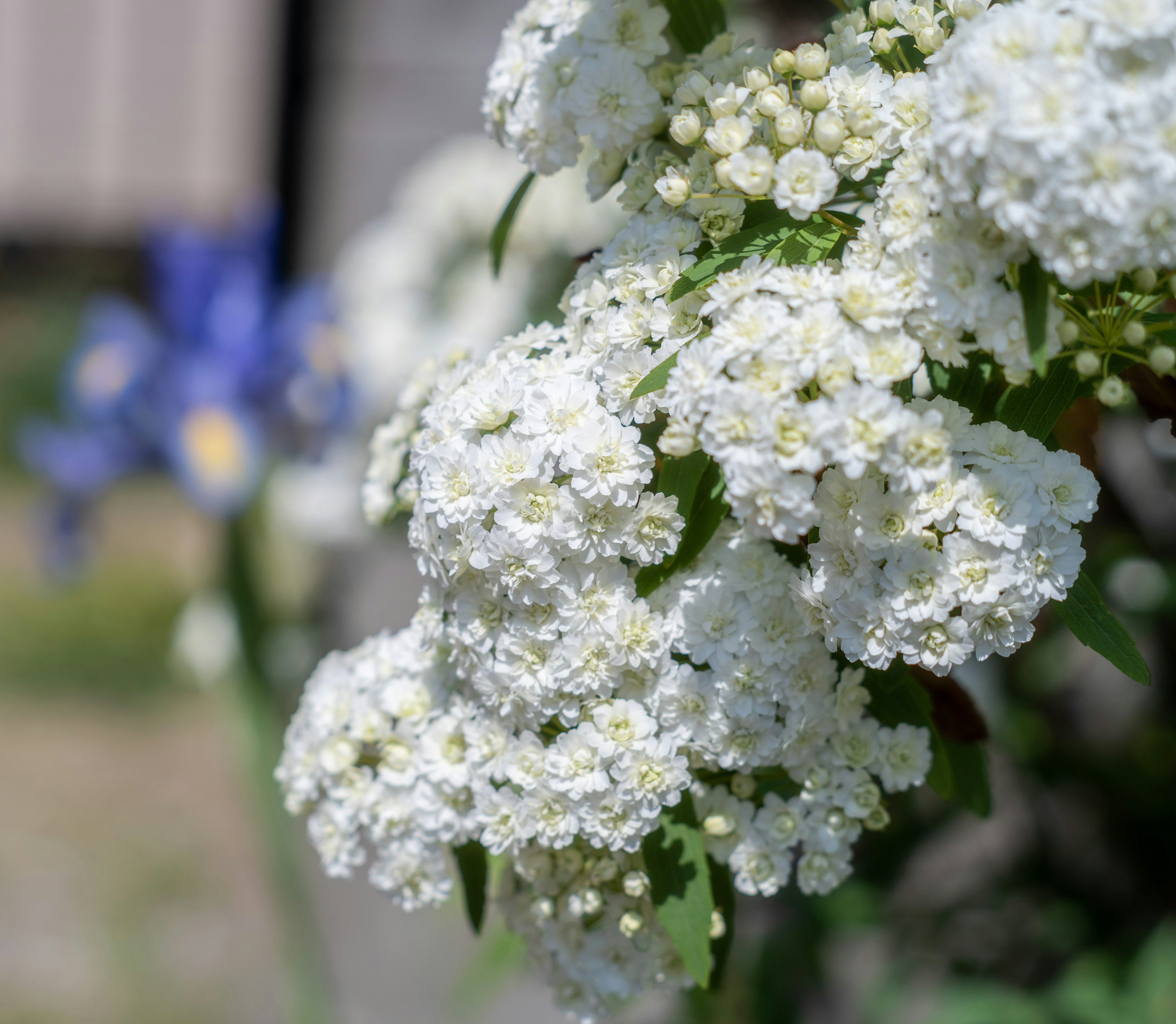 Close-up of white flowering branches with a background of blue flowers