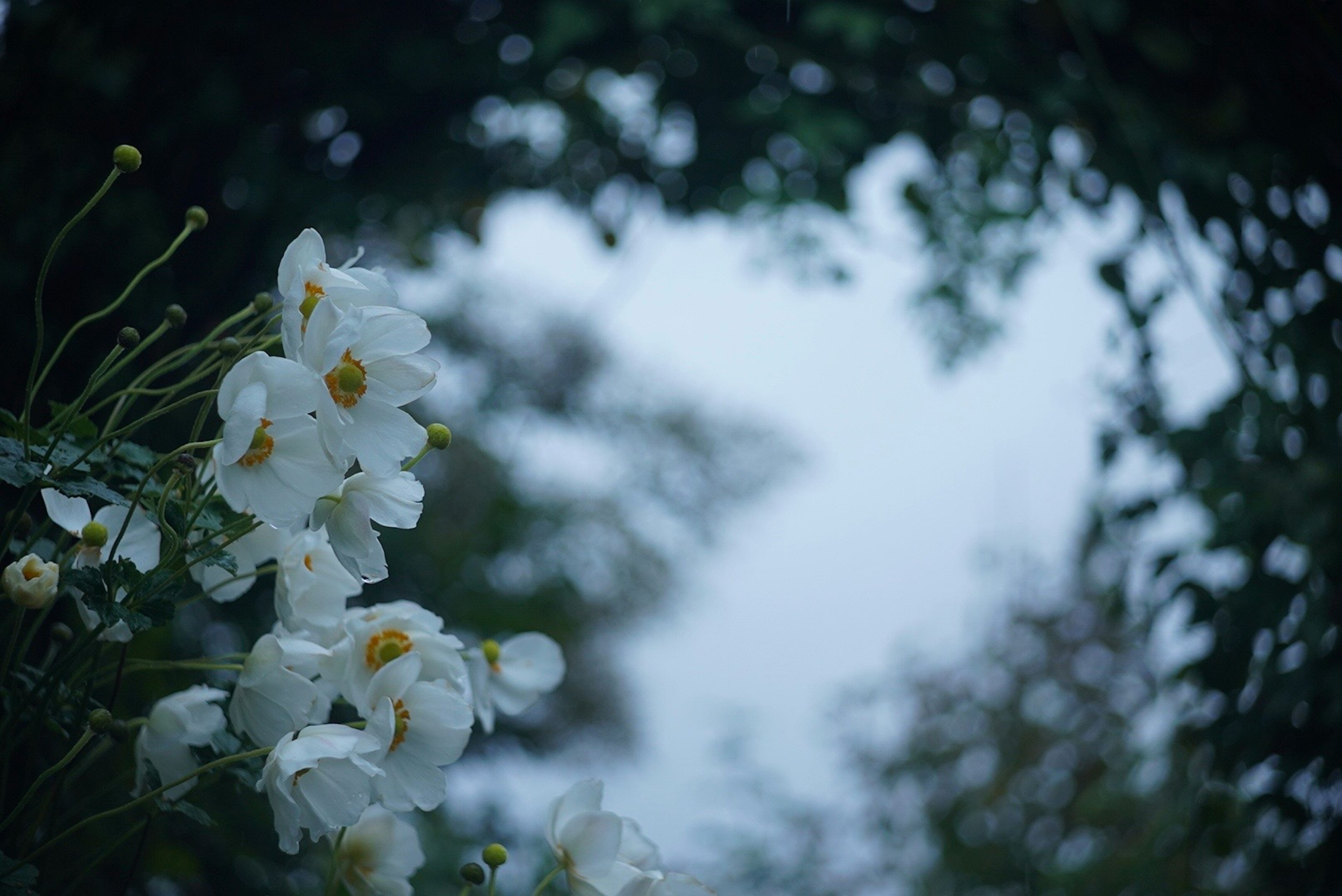 Fiori bianchi circondati da foglie verdi su uno sfondo blu tenue