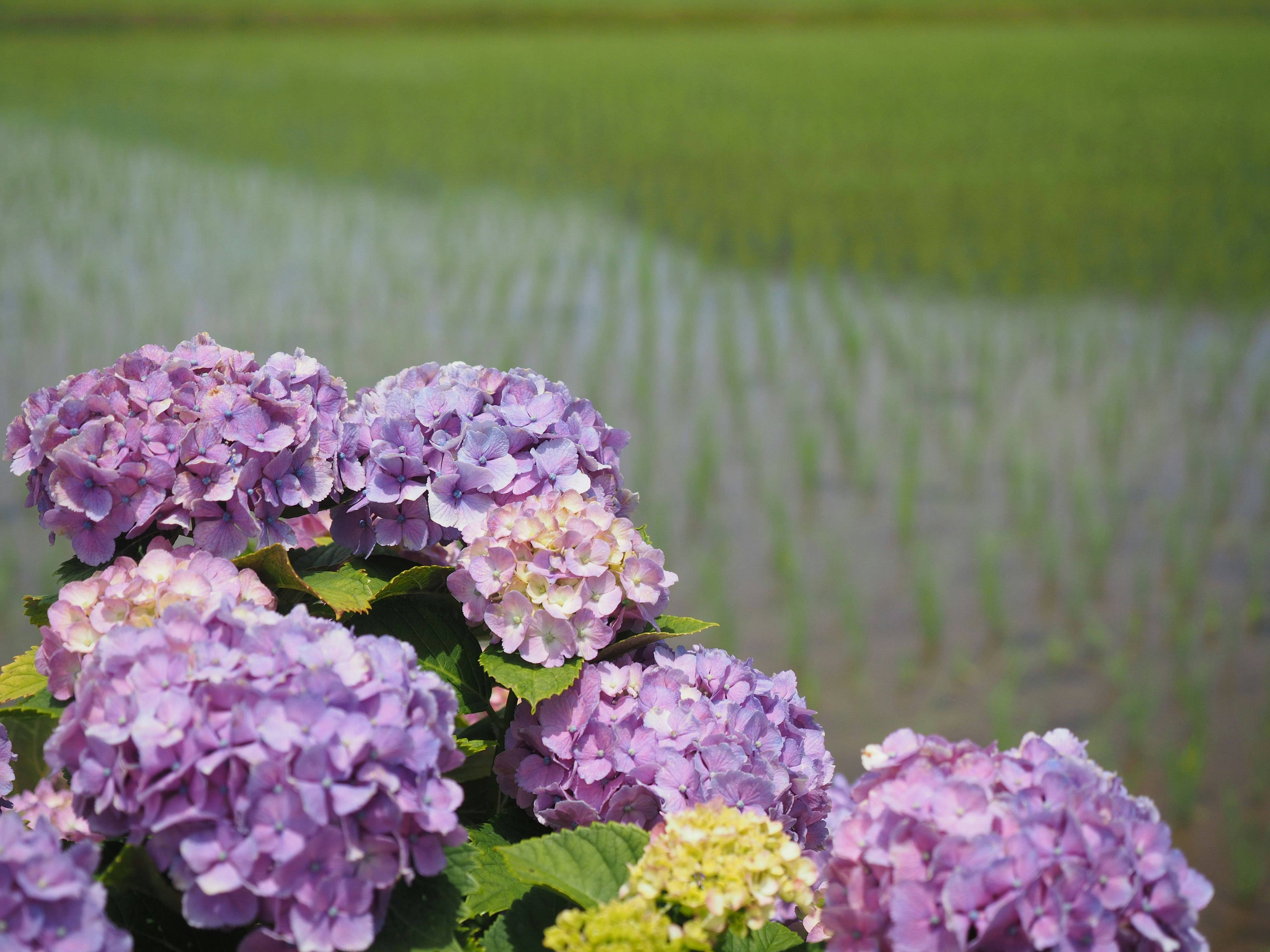 Hortensienblüten mit grünem Reisfeld im Hintergrund