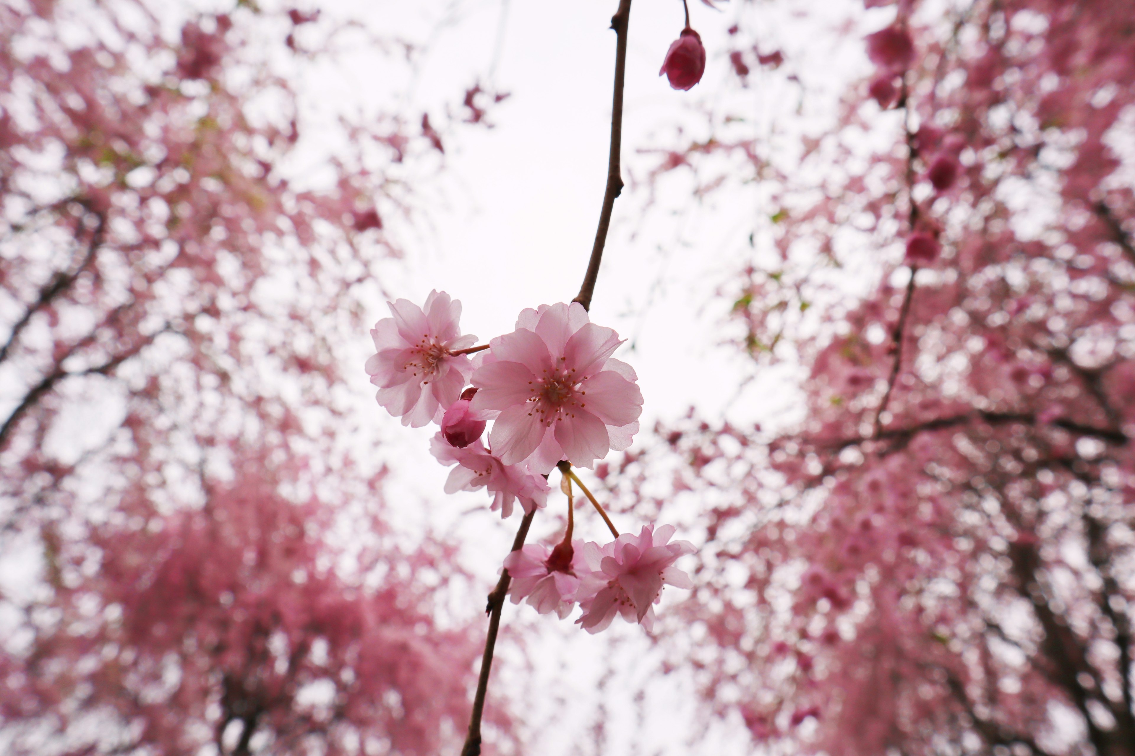 Close-up of cherry blossoms on a branch with soft pink petals and a blurred background