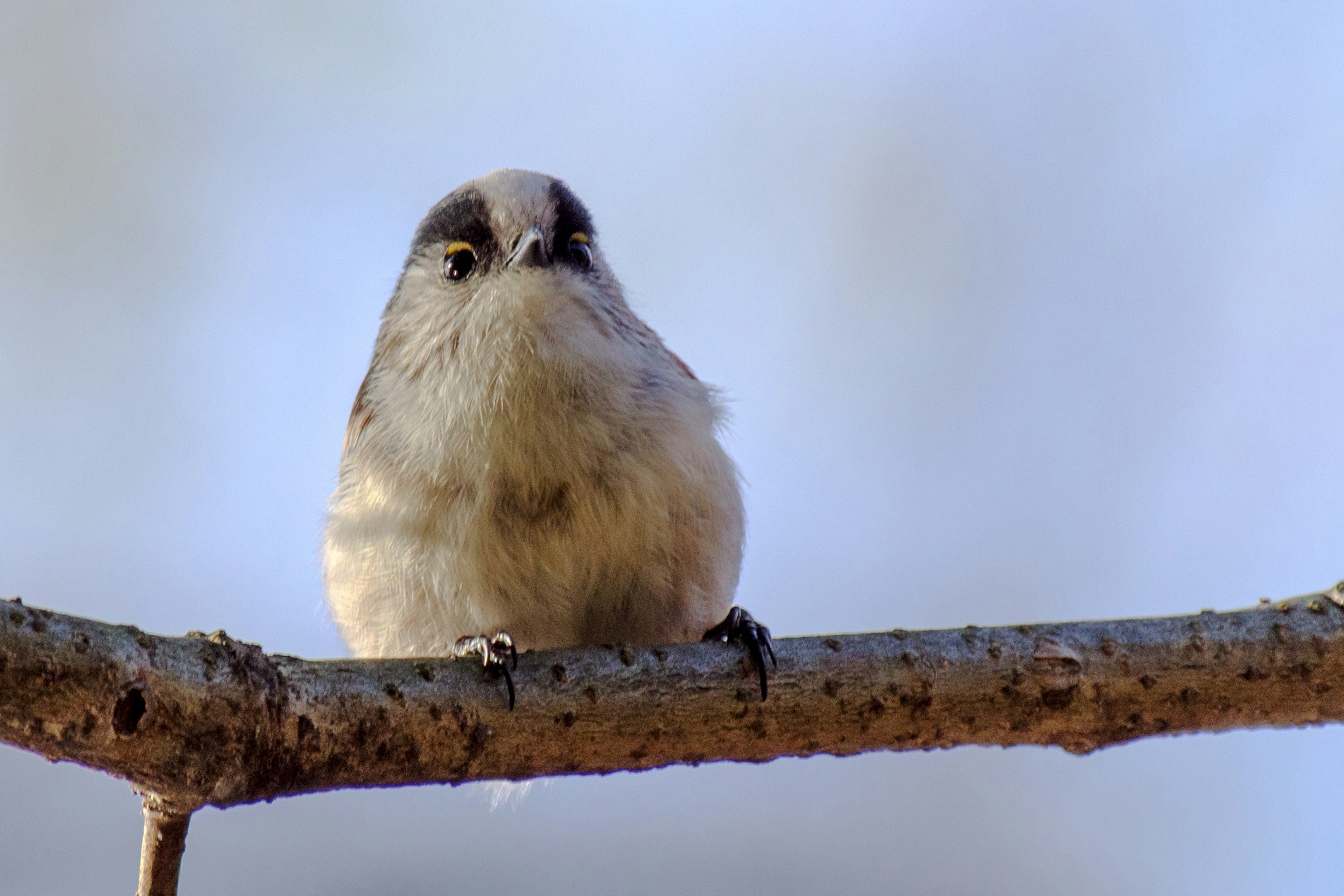 Nahaufnahme eines kleinen Vogels auf einem Ast