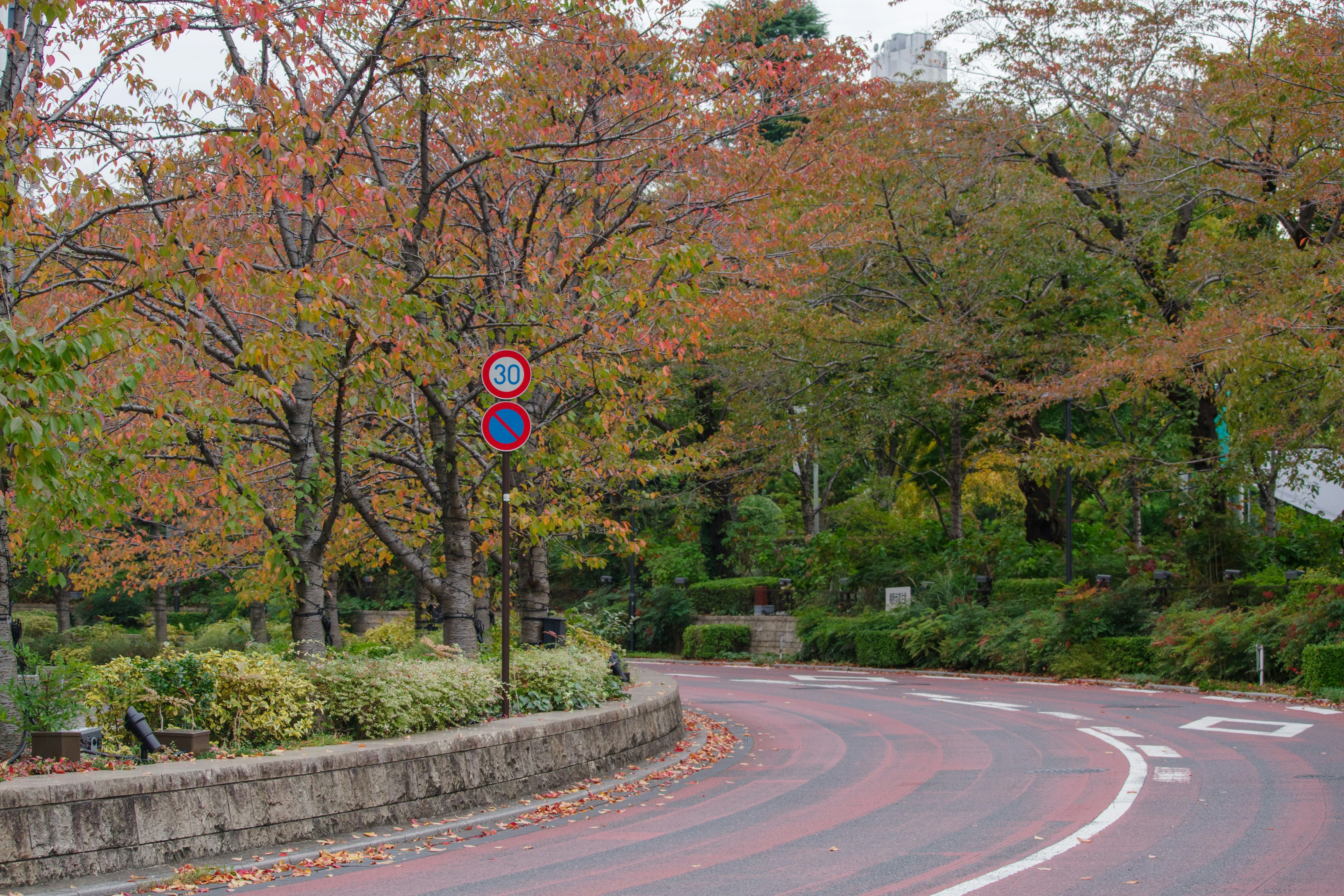 秋の色合いの木々が並ぶ曲がりくねった道路