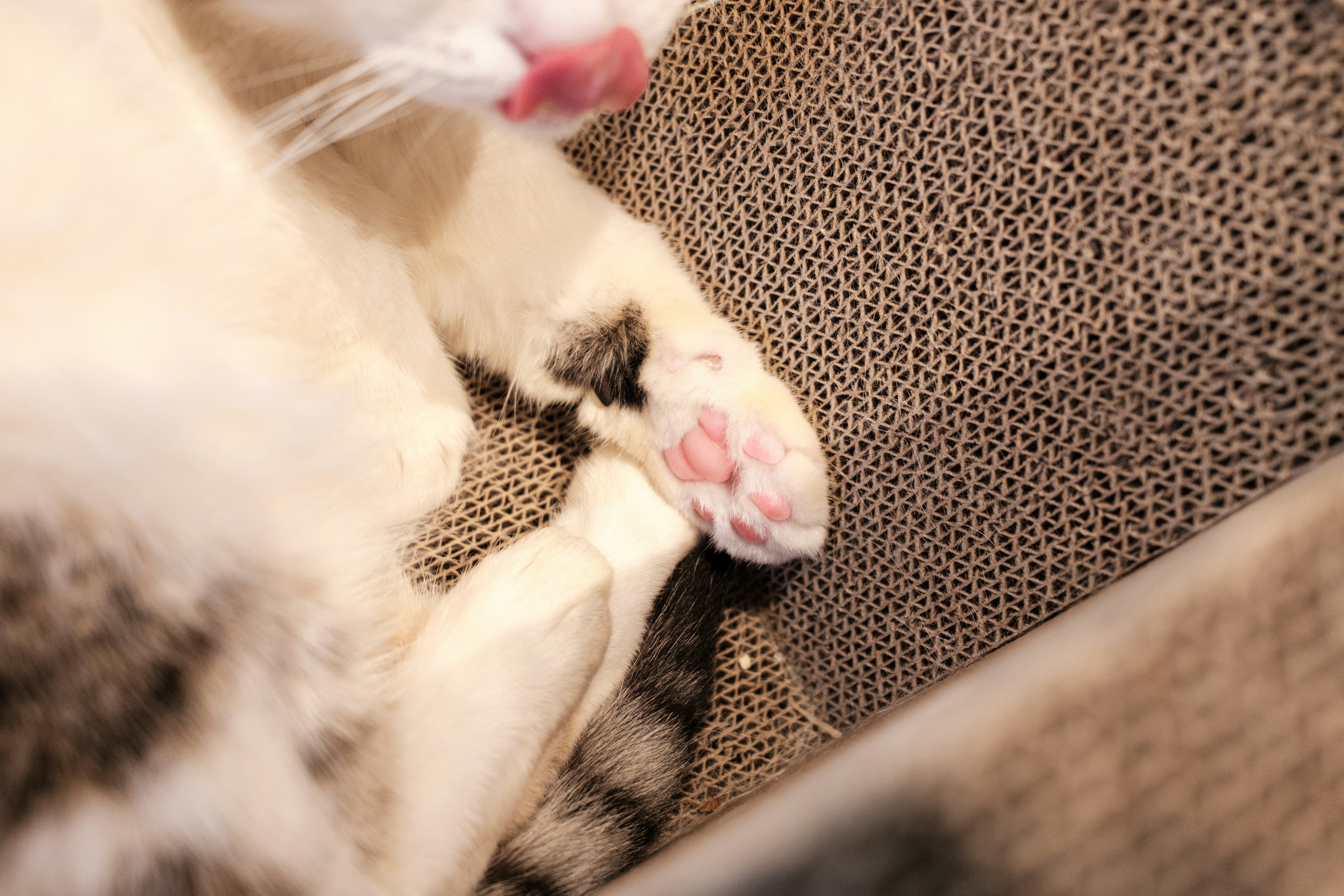 Close-up of a cat's paw and tongue