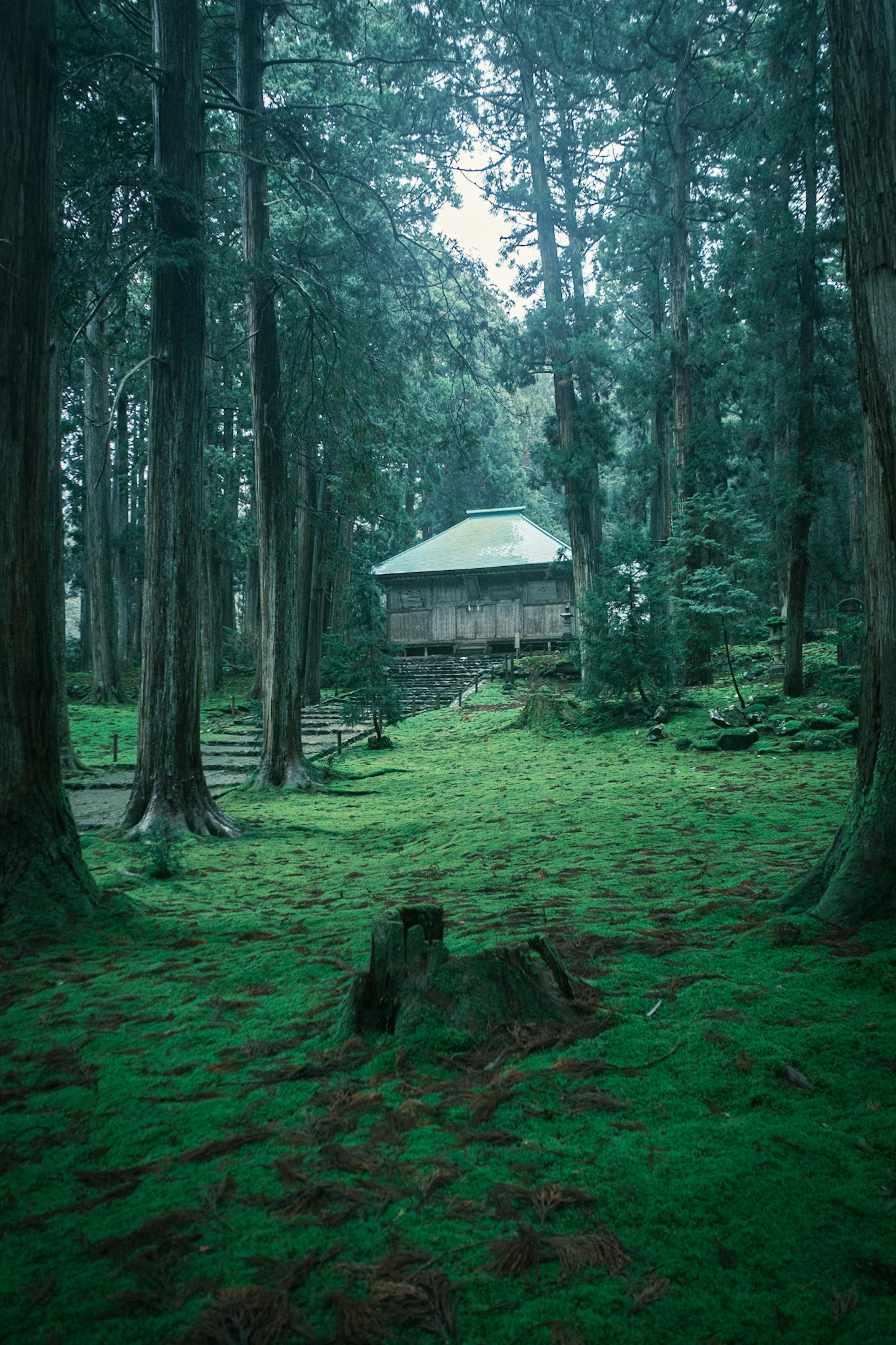 Una cabaña en un bosque cubierto de musgo