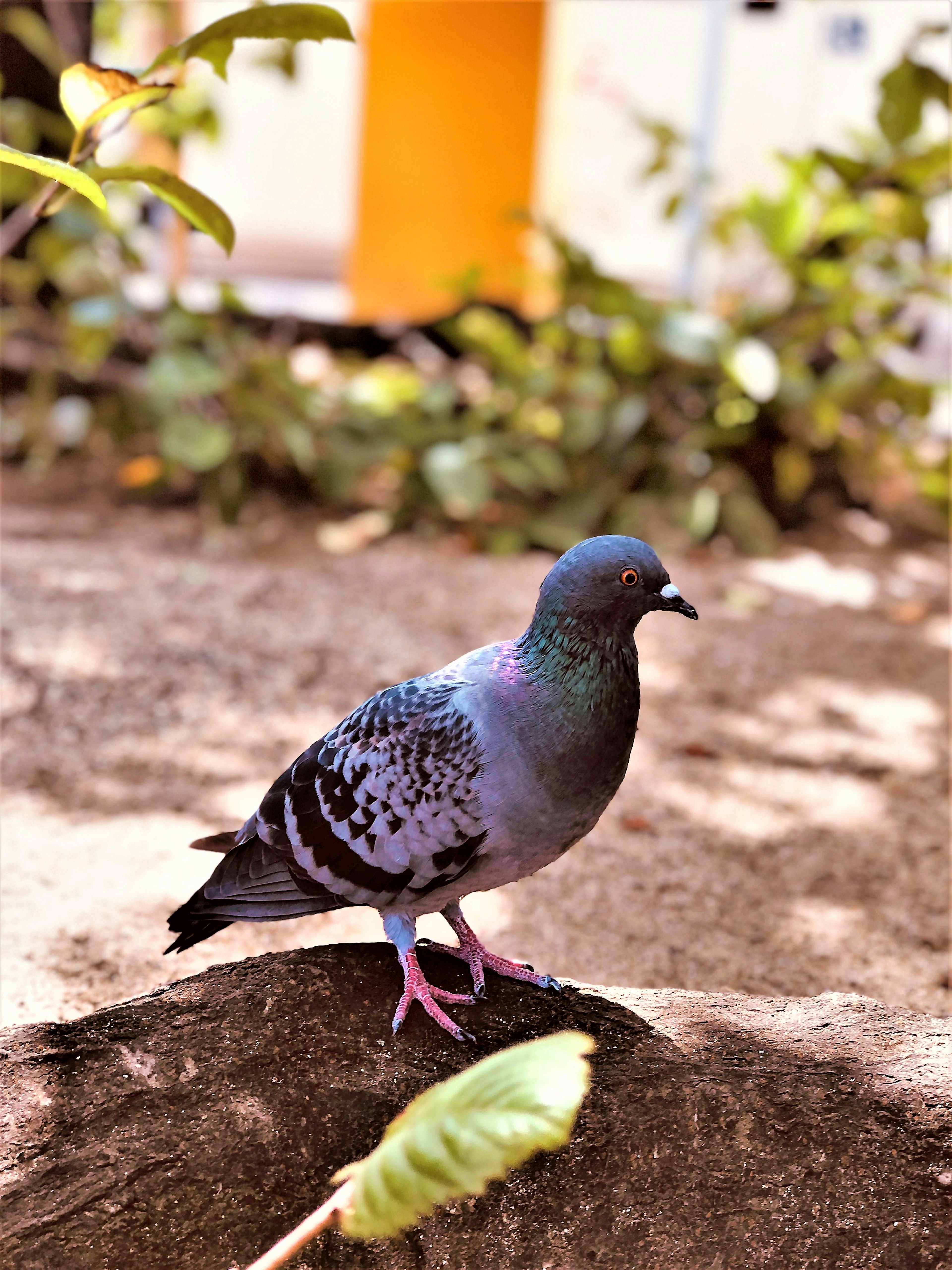 Photo of a blue pigeon standing on a path in a park