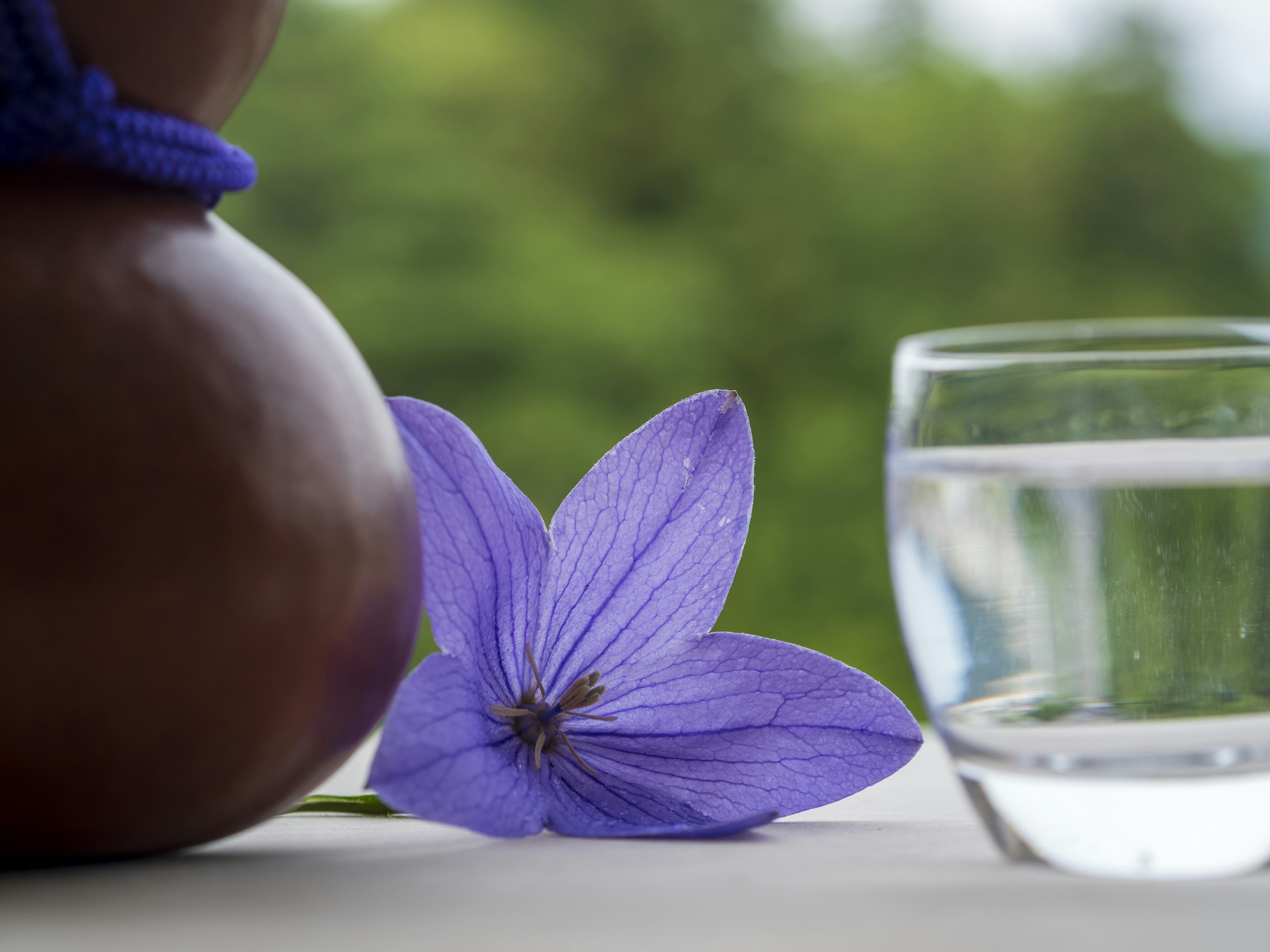 A scene featuring a purple flower and a glass of water