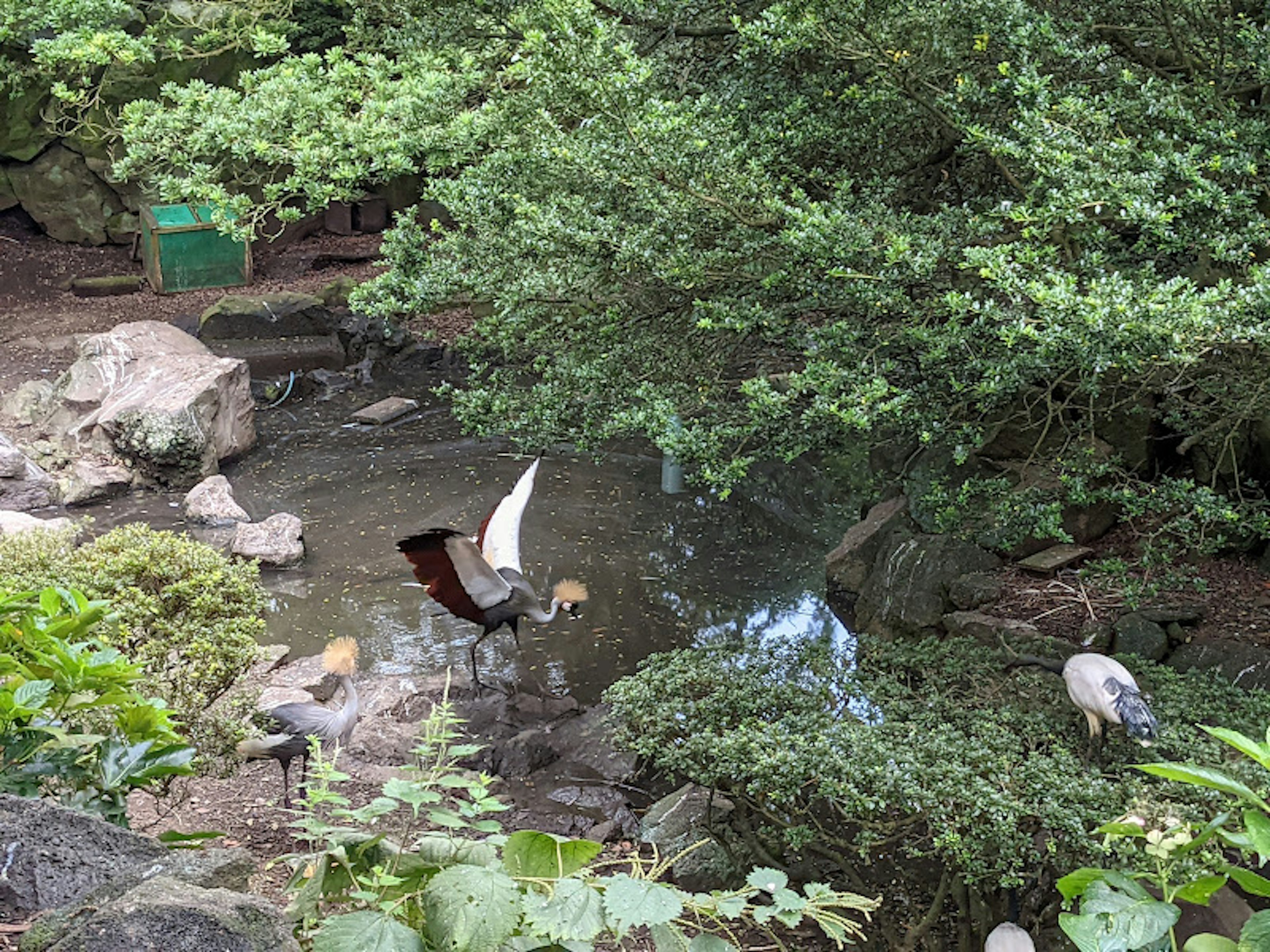 A serene pond surrounded by lush greenery with birds near the water