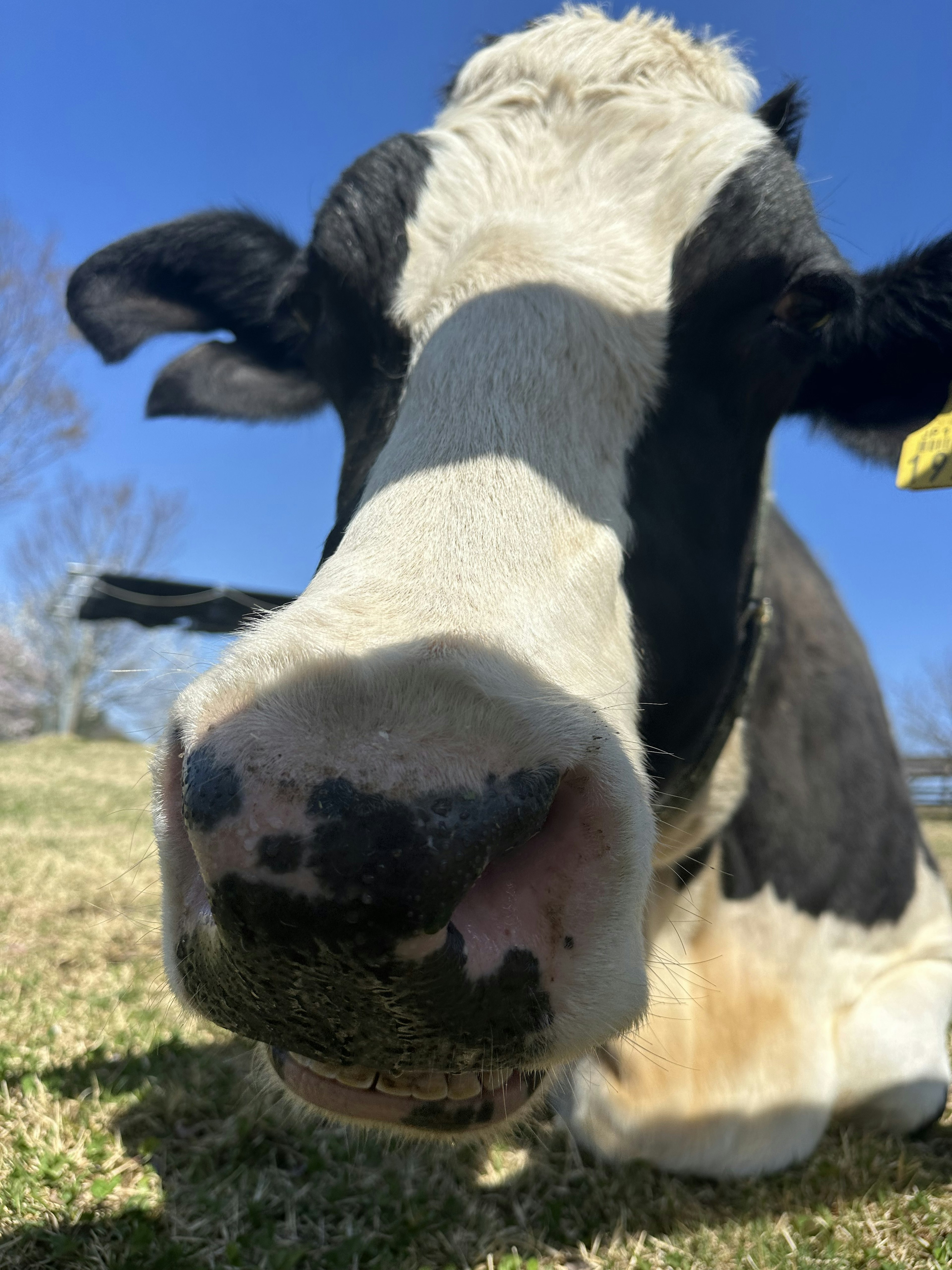 Close-up of a cow's face against a blue sky and grassy background