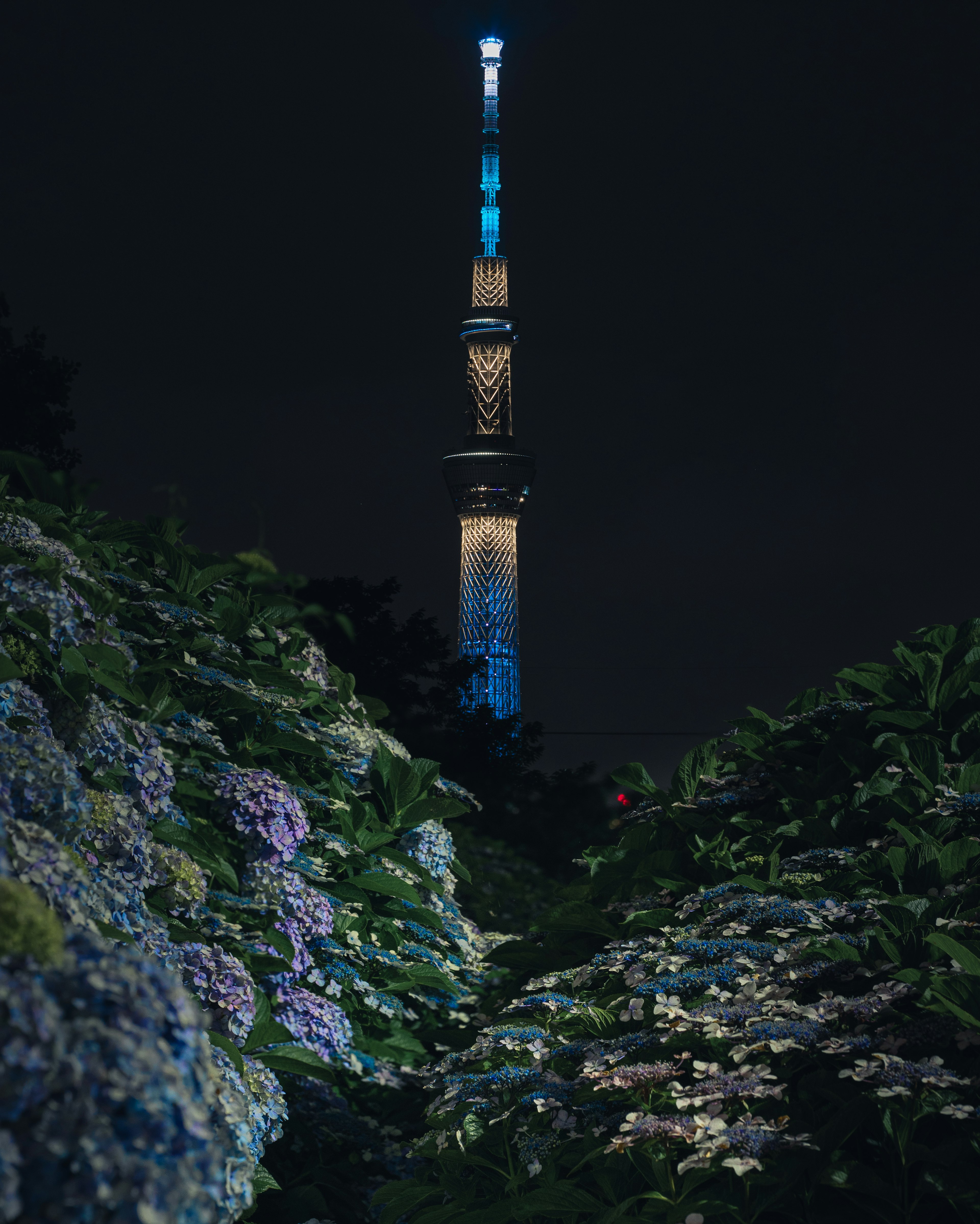 夜の東京スカイツリーと周囲の紫陽花の花々