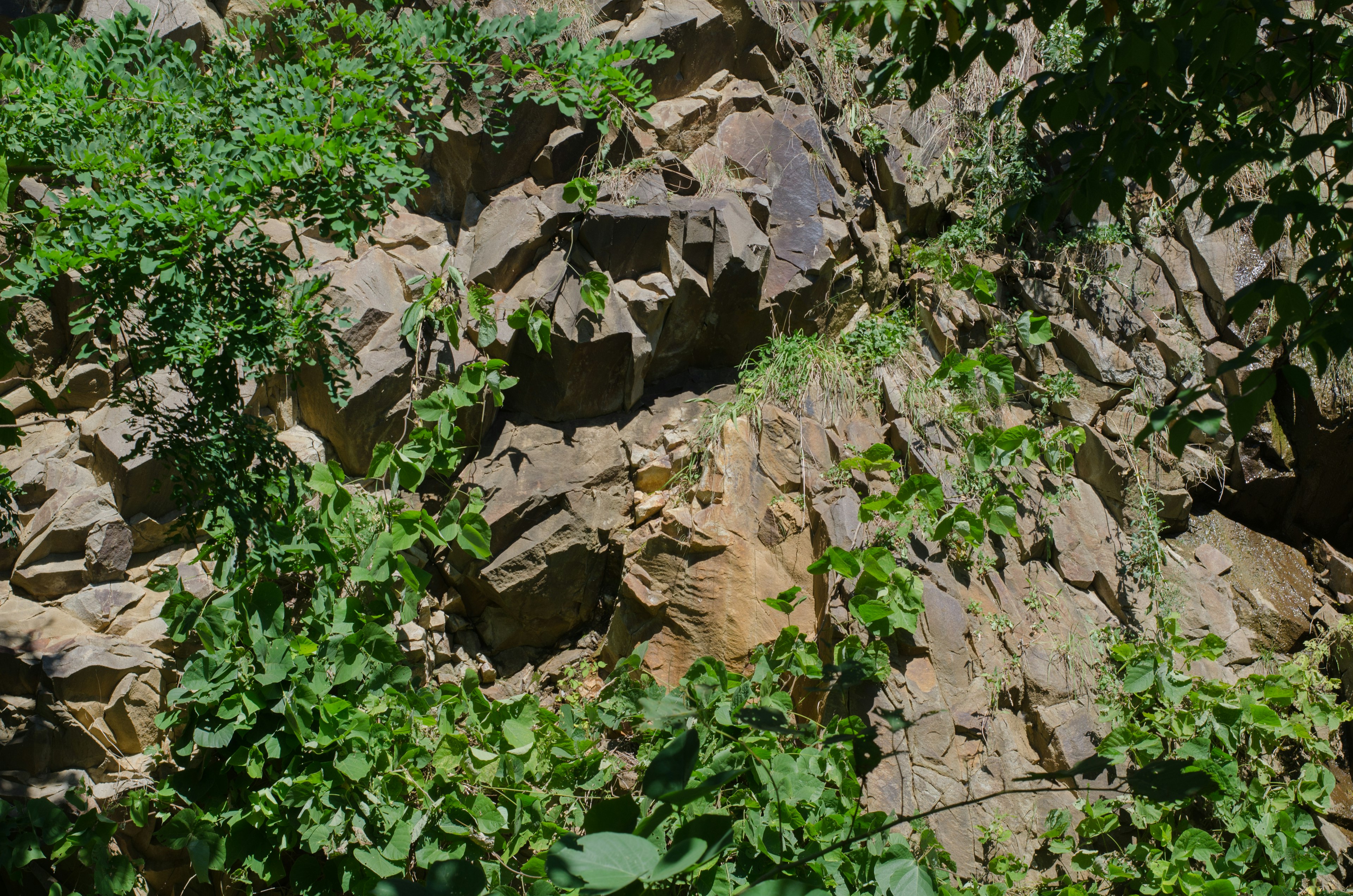 岩石と緑の植物が混在した自然の風景