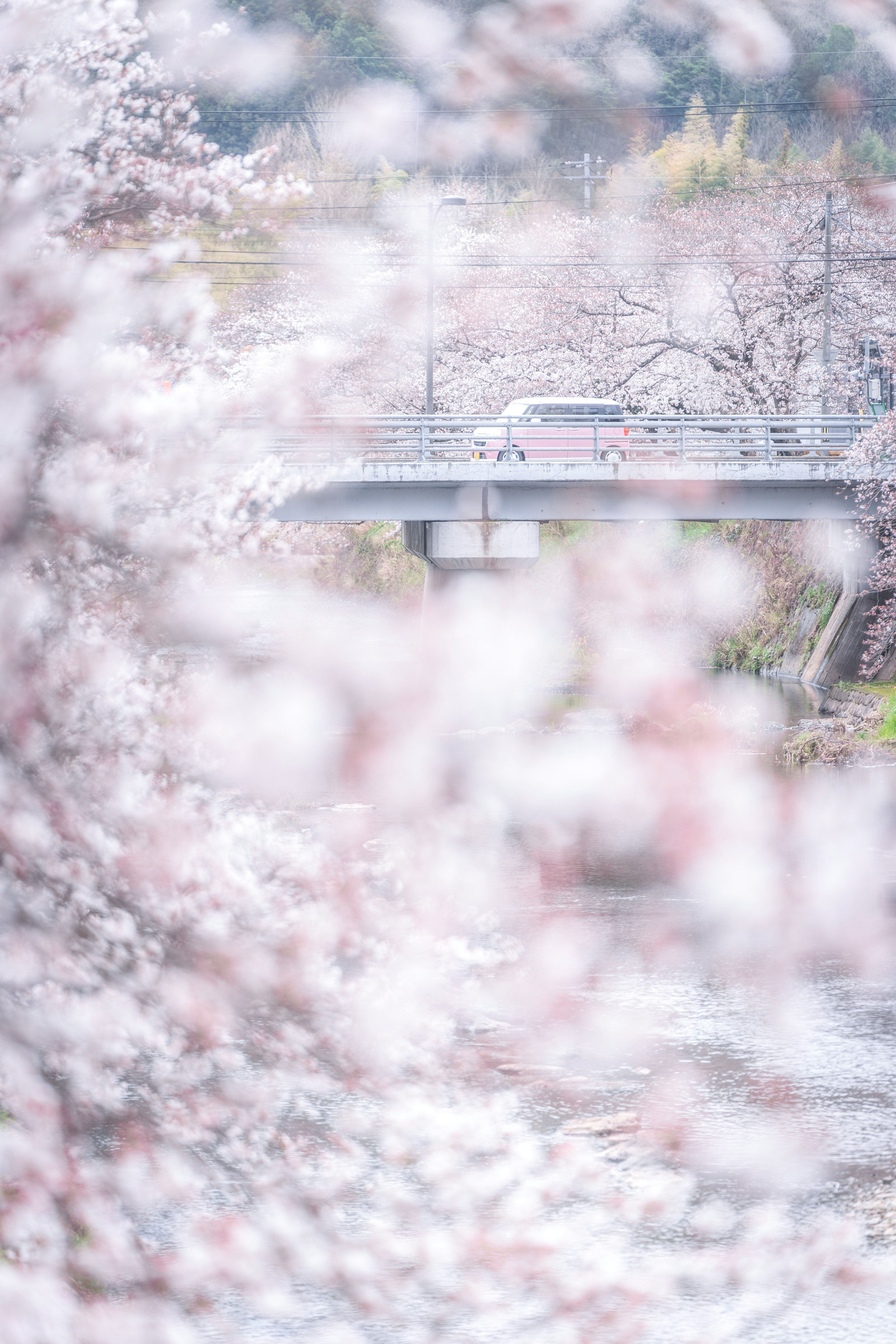 桜の花が咲く風景に架かる橋のぼんやりした景色