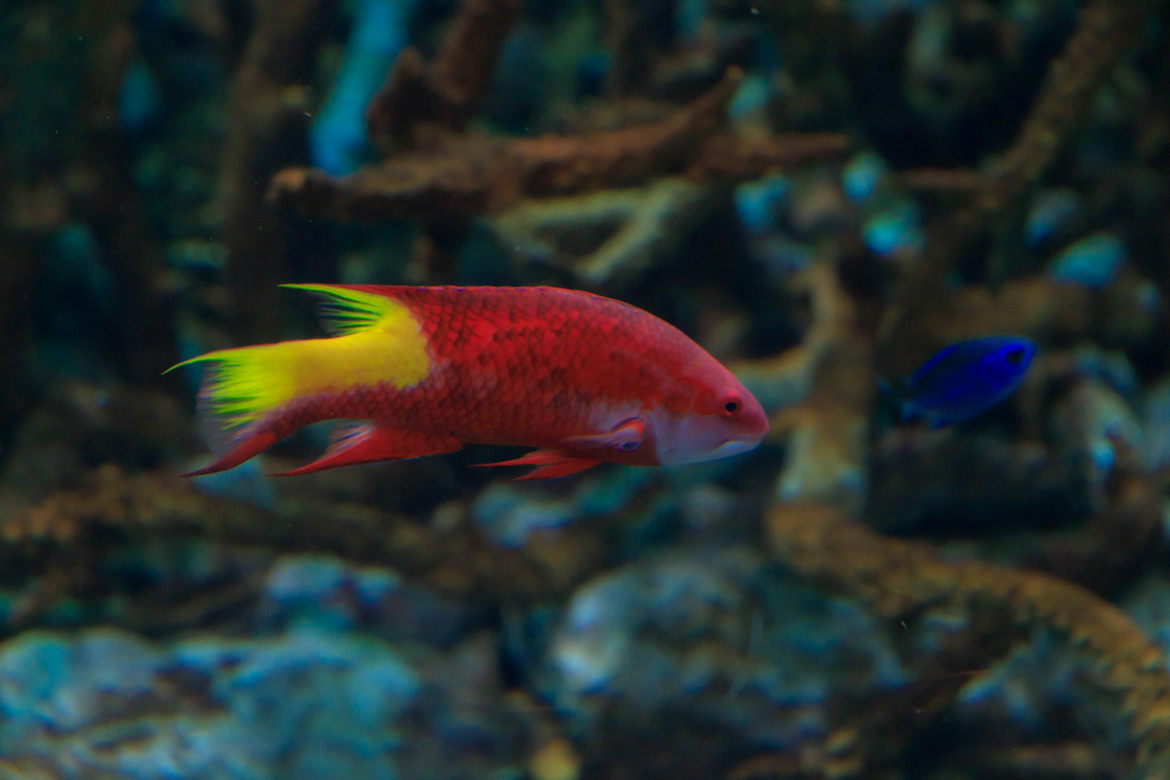 Ikan dengan tubuh merah dan ekor kuning berenang di bawah air