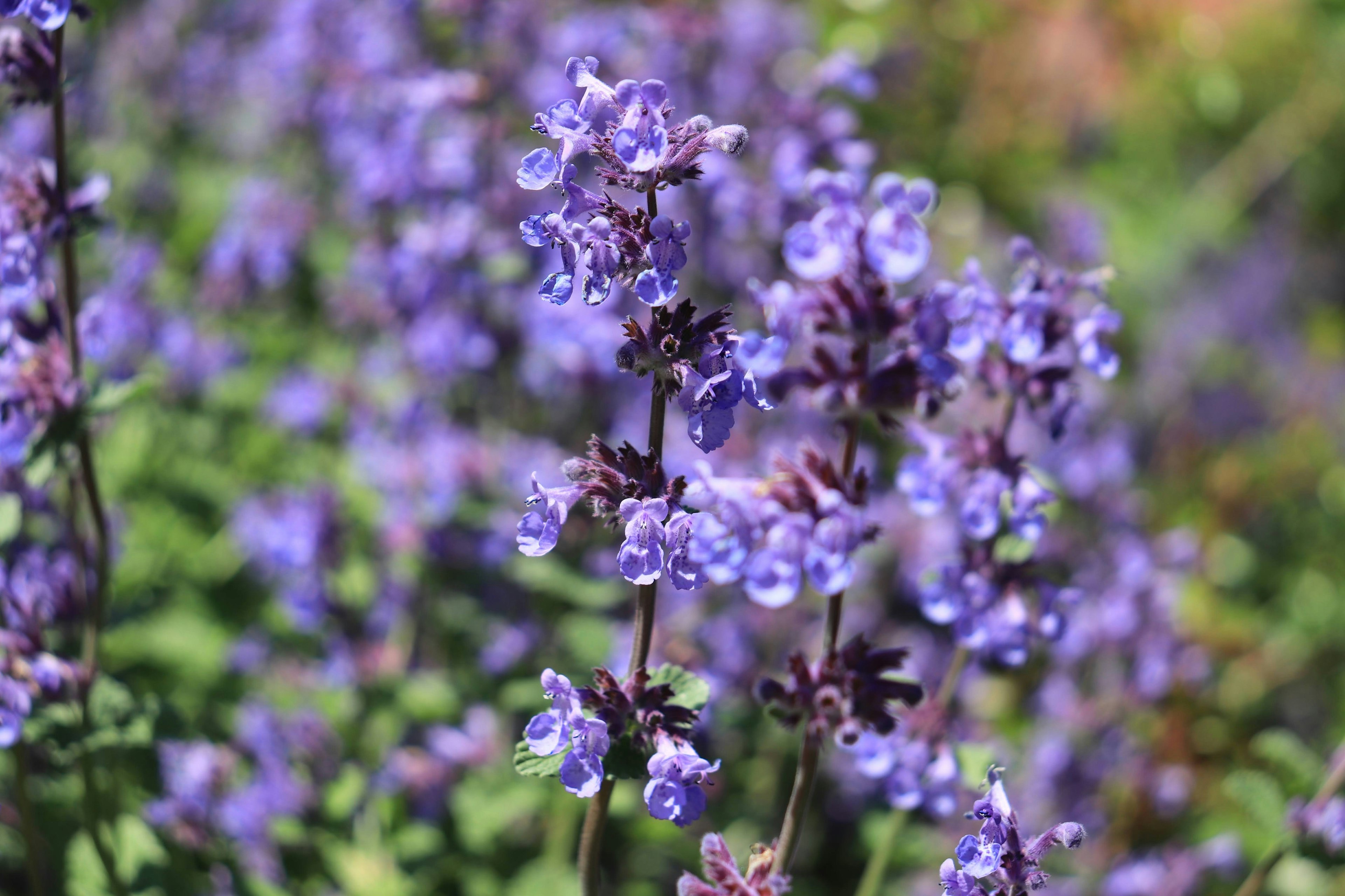 鮮やかな紫色の花が咲いている背景に緑の葉が広がる