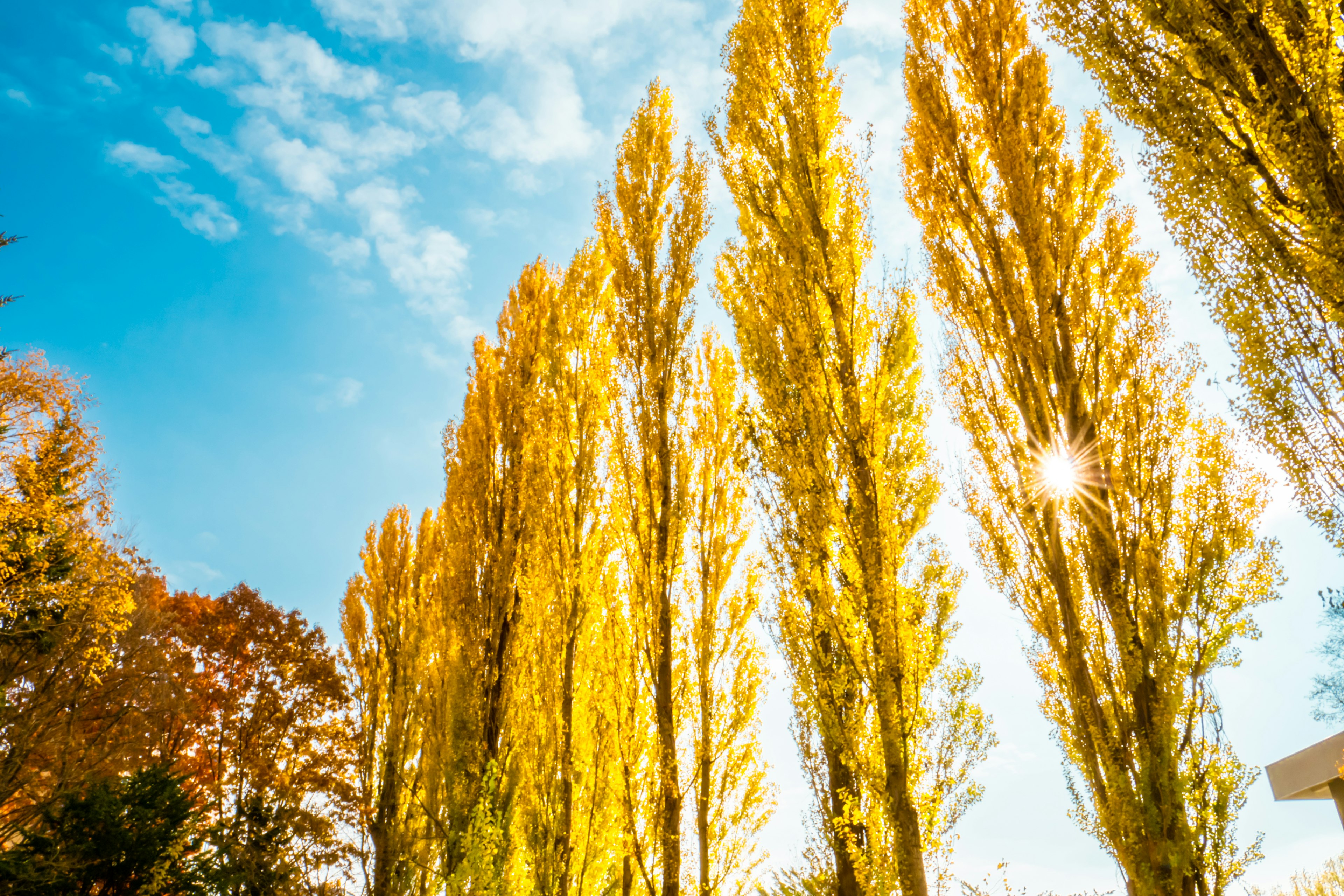 Tall yellow poplar trees under a blue sky