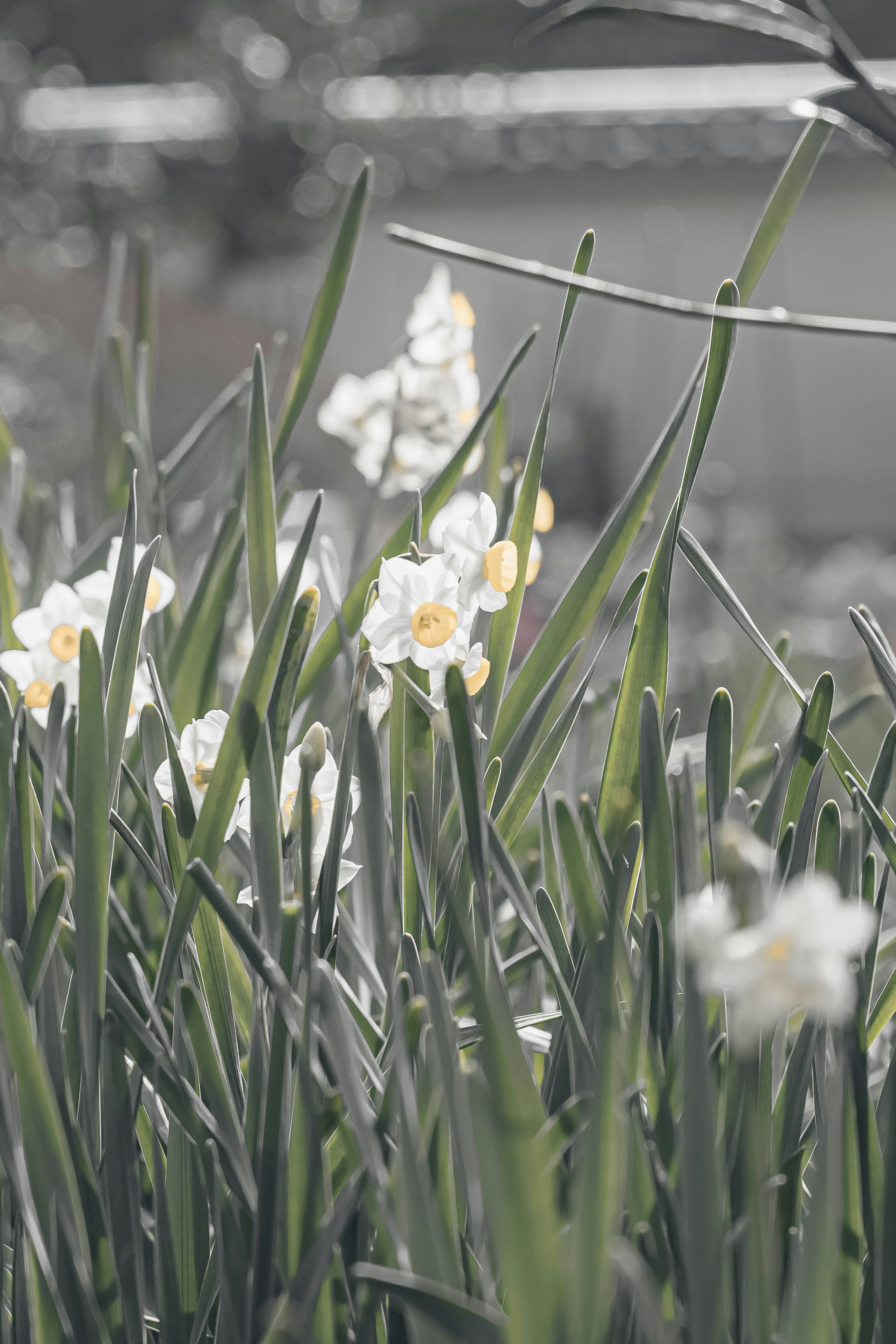 White daffodil flowers blooming among green leaves