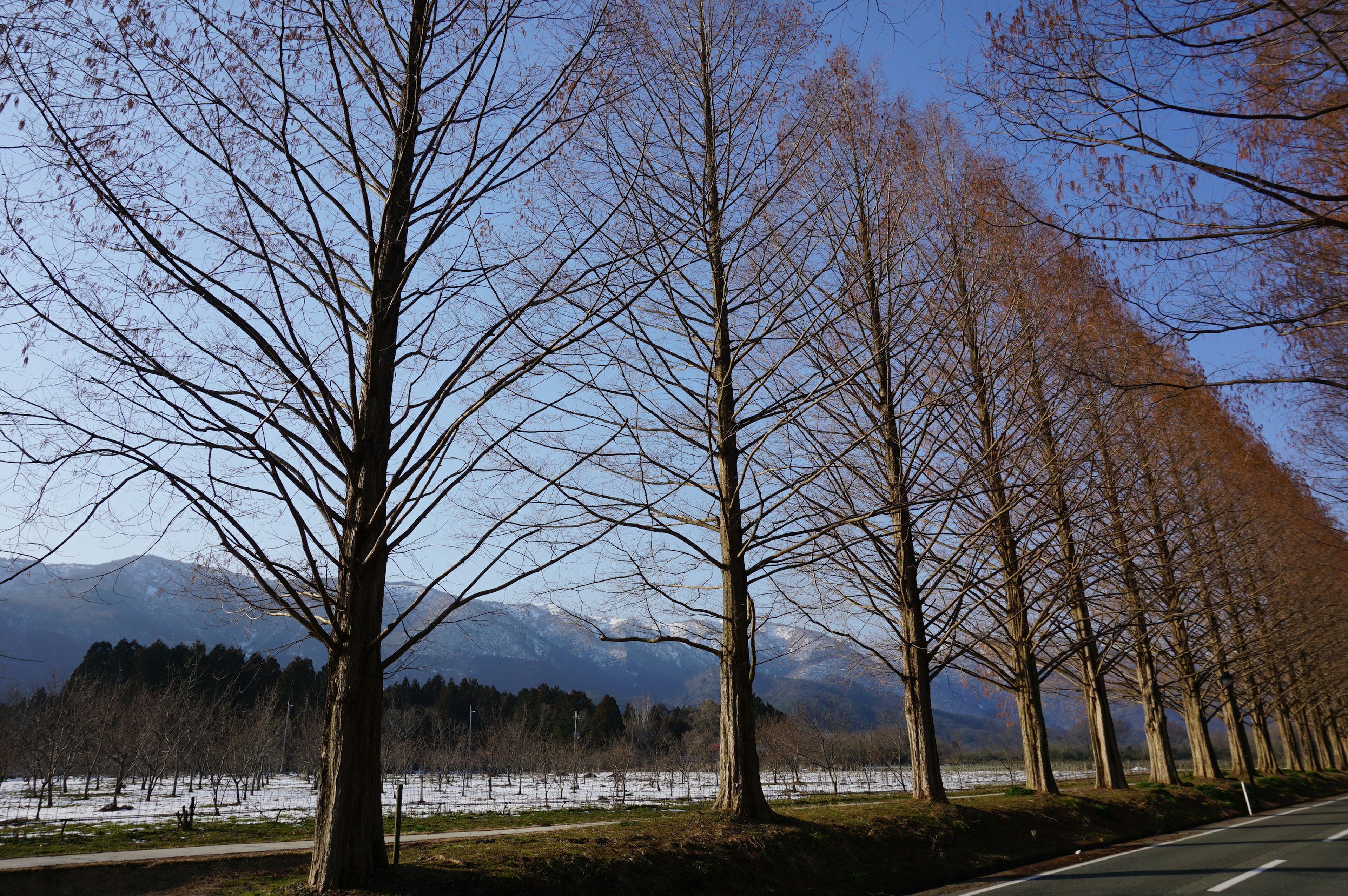 Route bordée d'arbres décidus nus et montagnes en hiver sous un ciel bleu