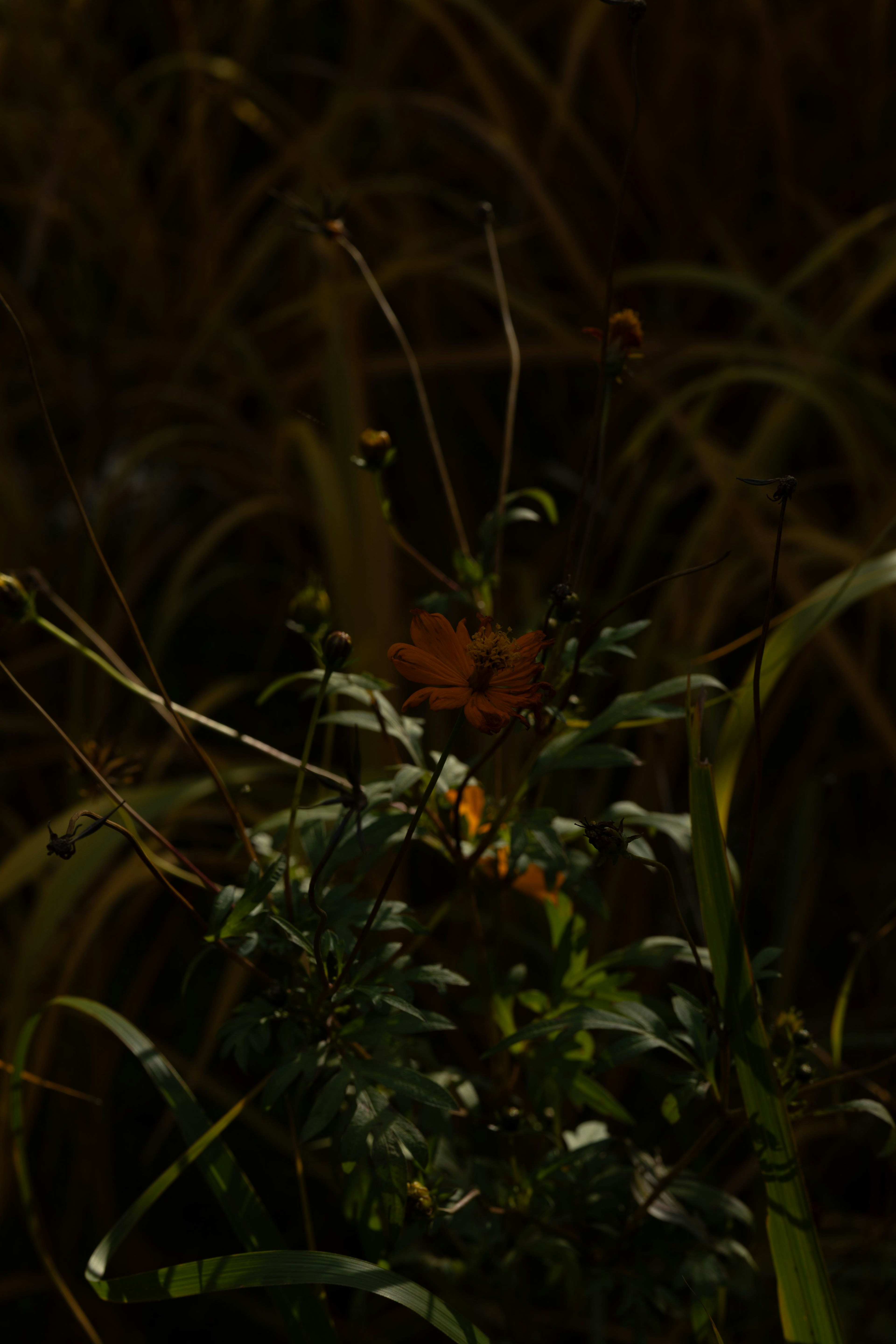 Flor naranja con hojas verdes sobre un fondo oscuro