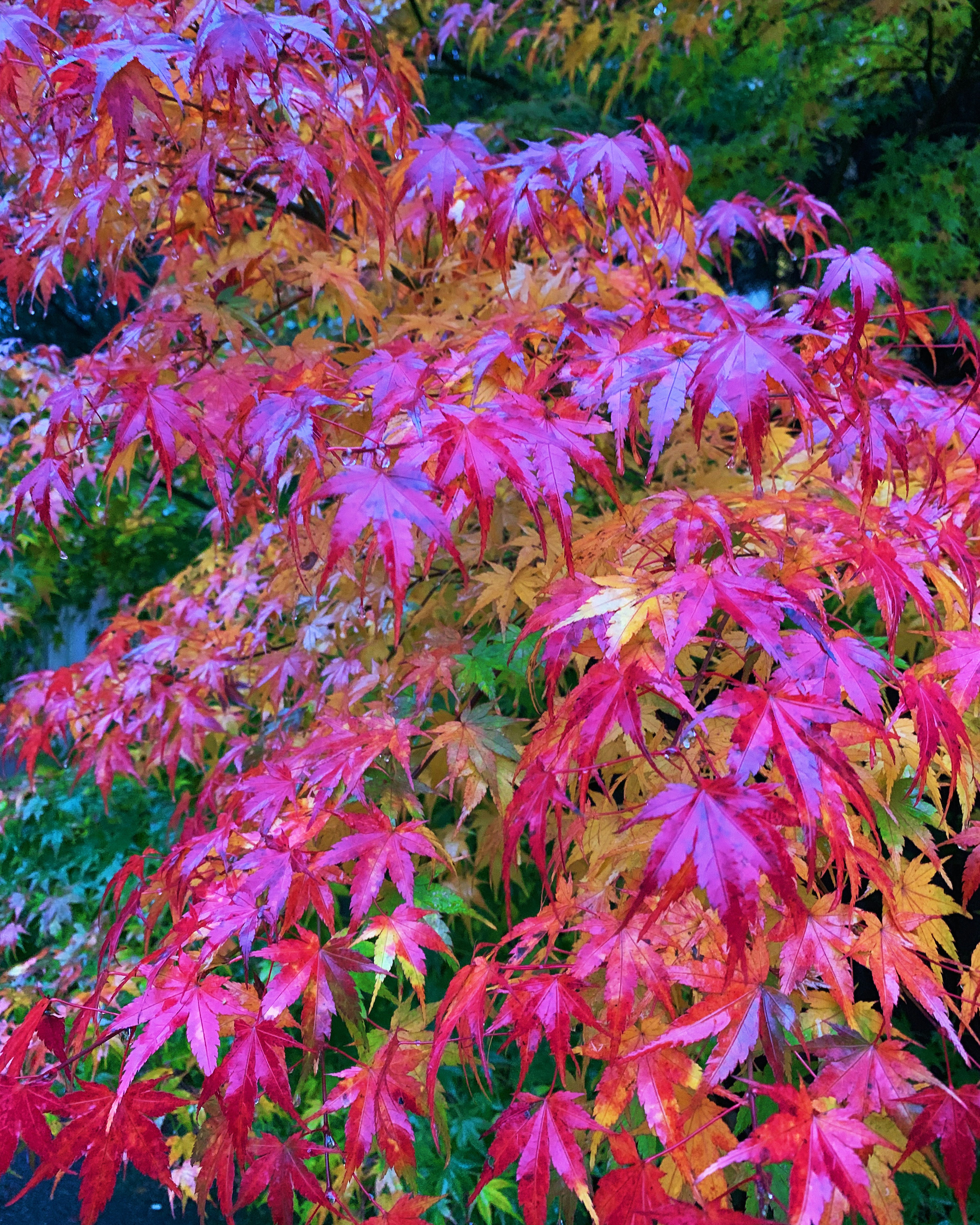 美しい紅葉したモミジの葉が鮮やかな赤とオレンジの色合いで覆われている