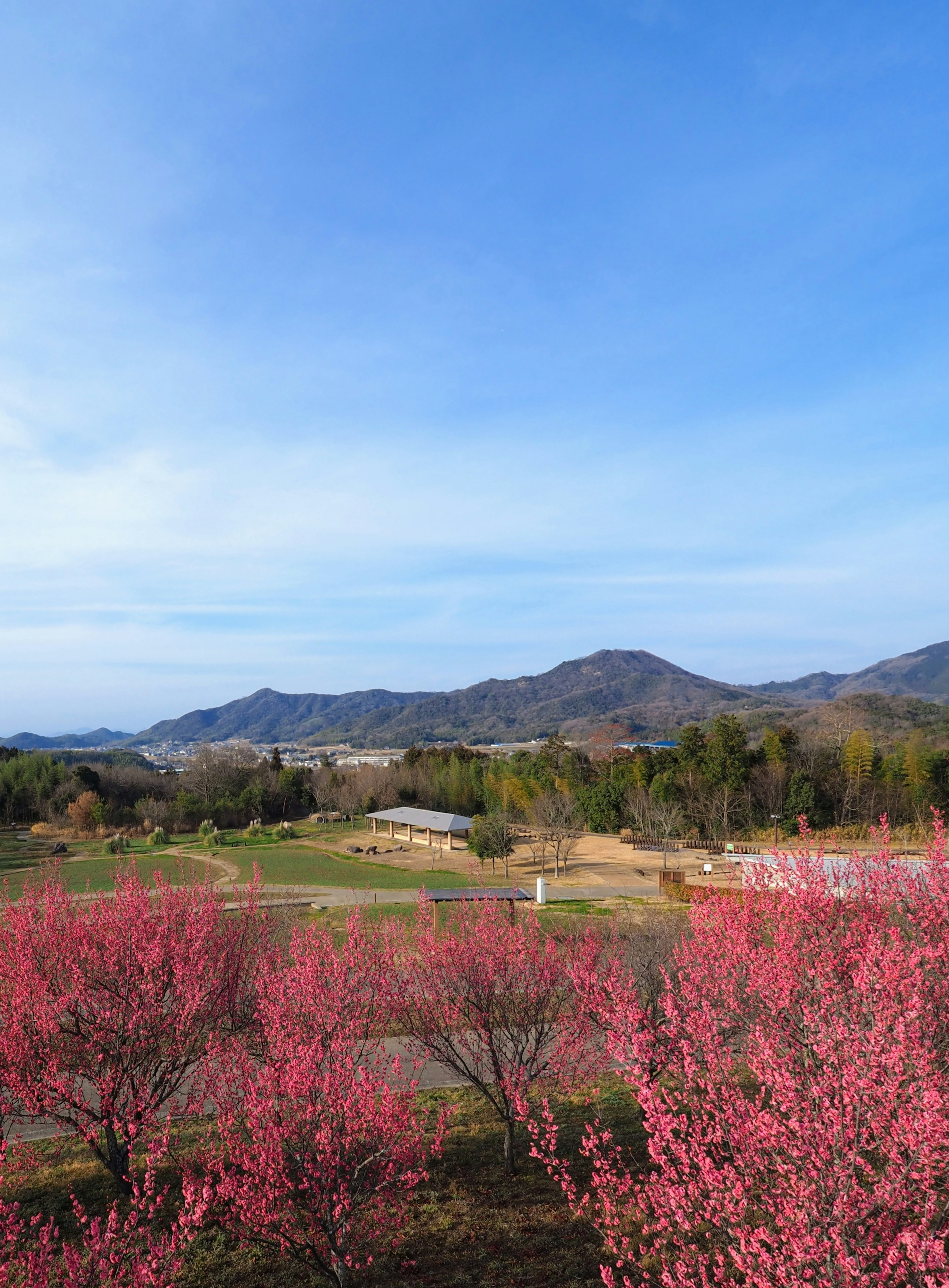 Vista escénica de flores de durazno rosas bajo un cielo azul y montañas