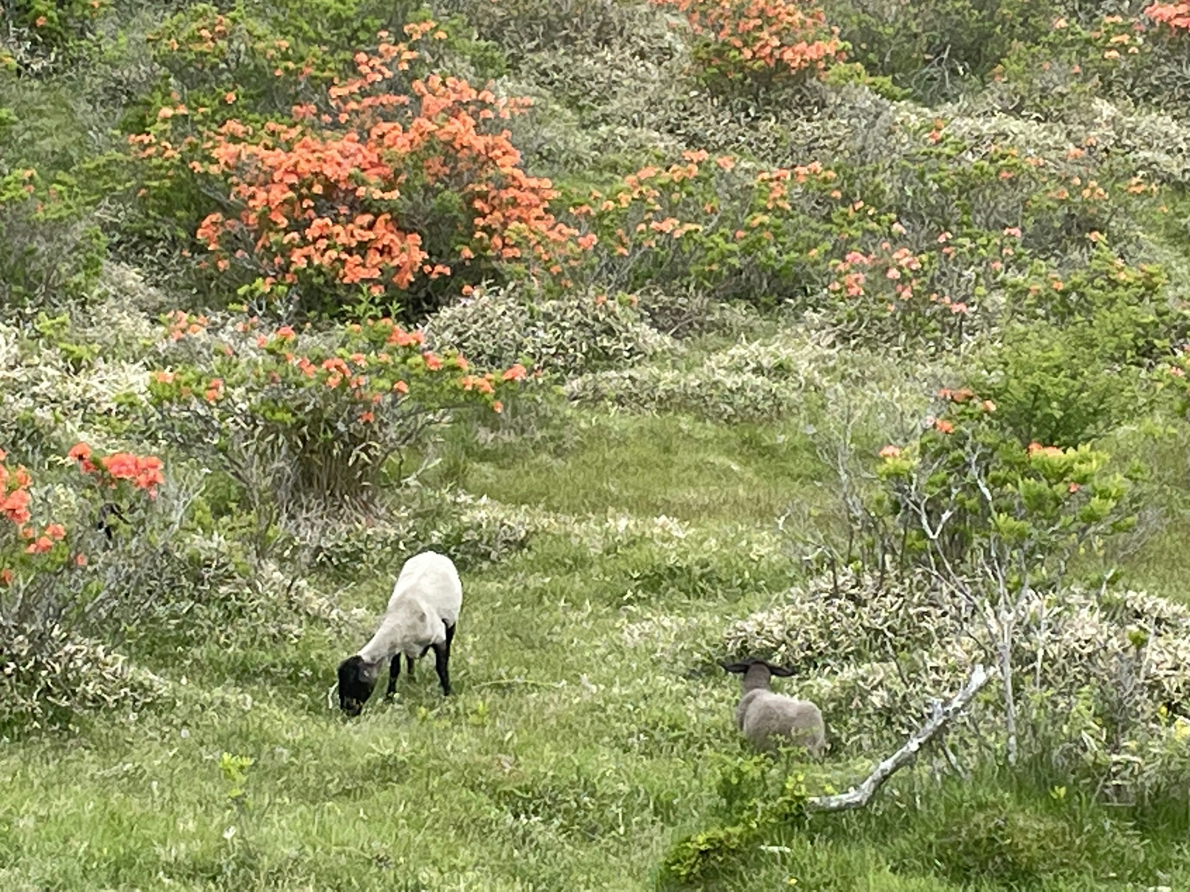 緑の草原で草を食べる羊と子羊の風景にオレンジ色の花が咲いている