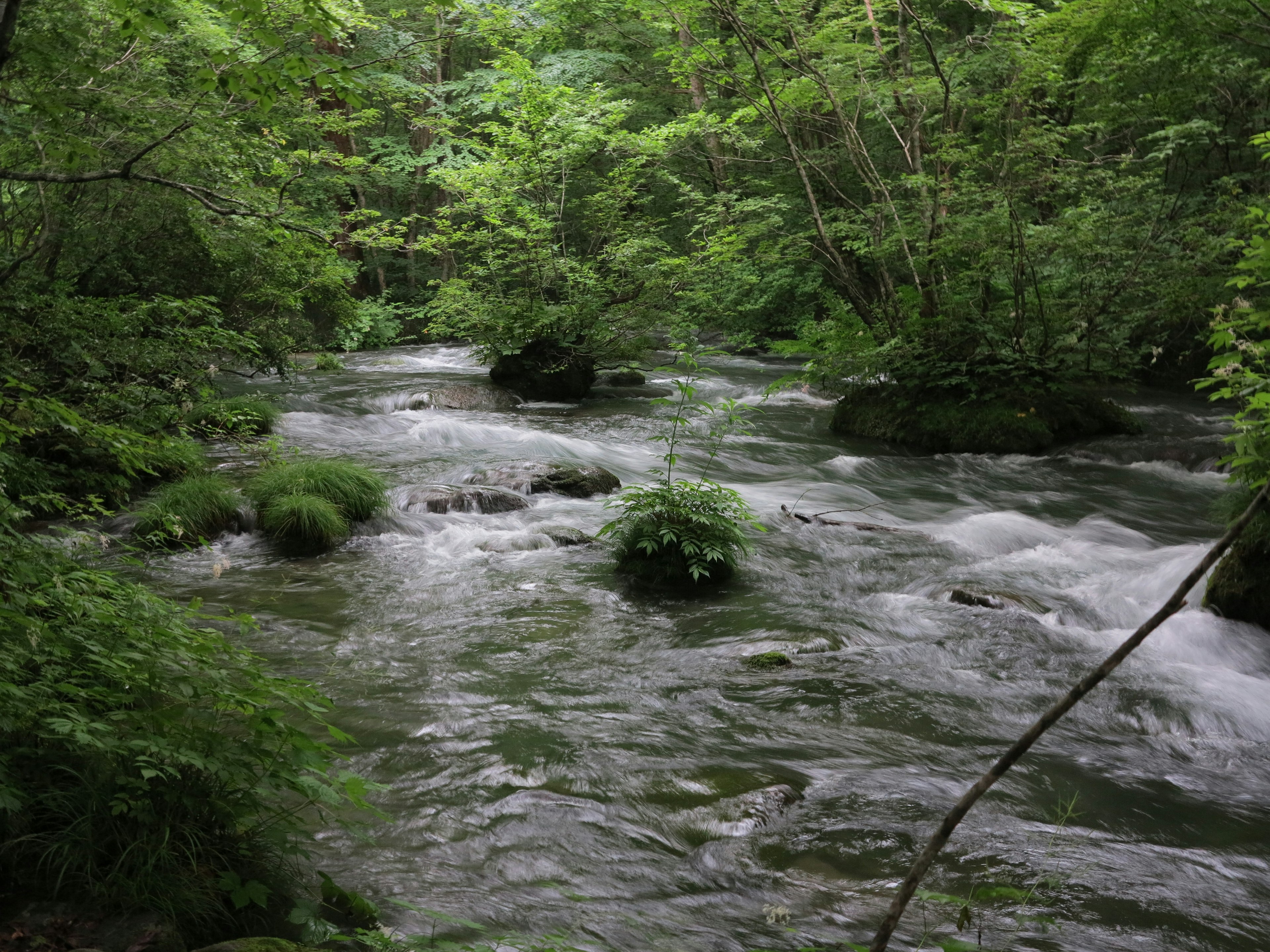 A serene stream flowing through a lush green forest