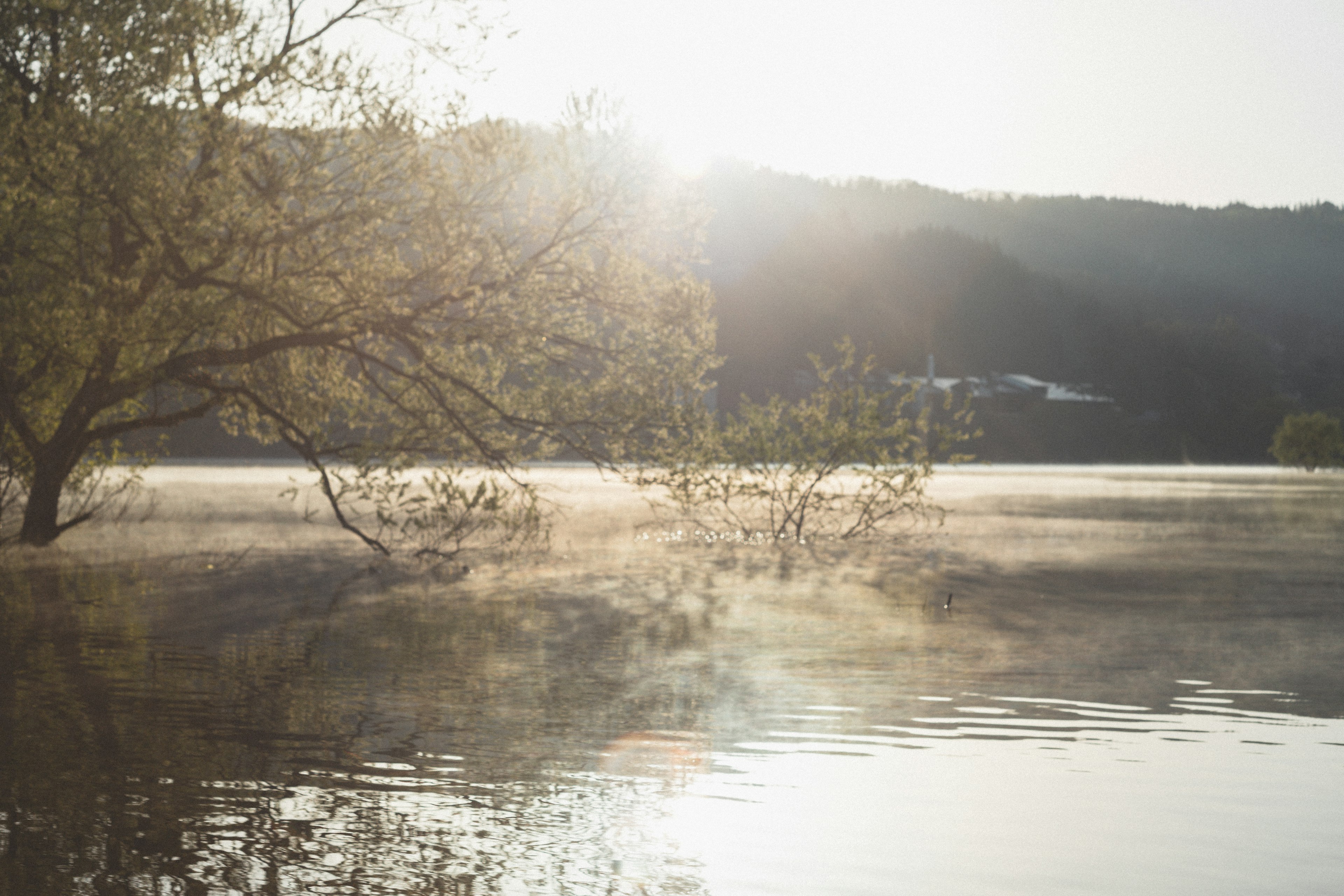 Lago sereno all'alba con alberi nebbiosi