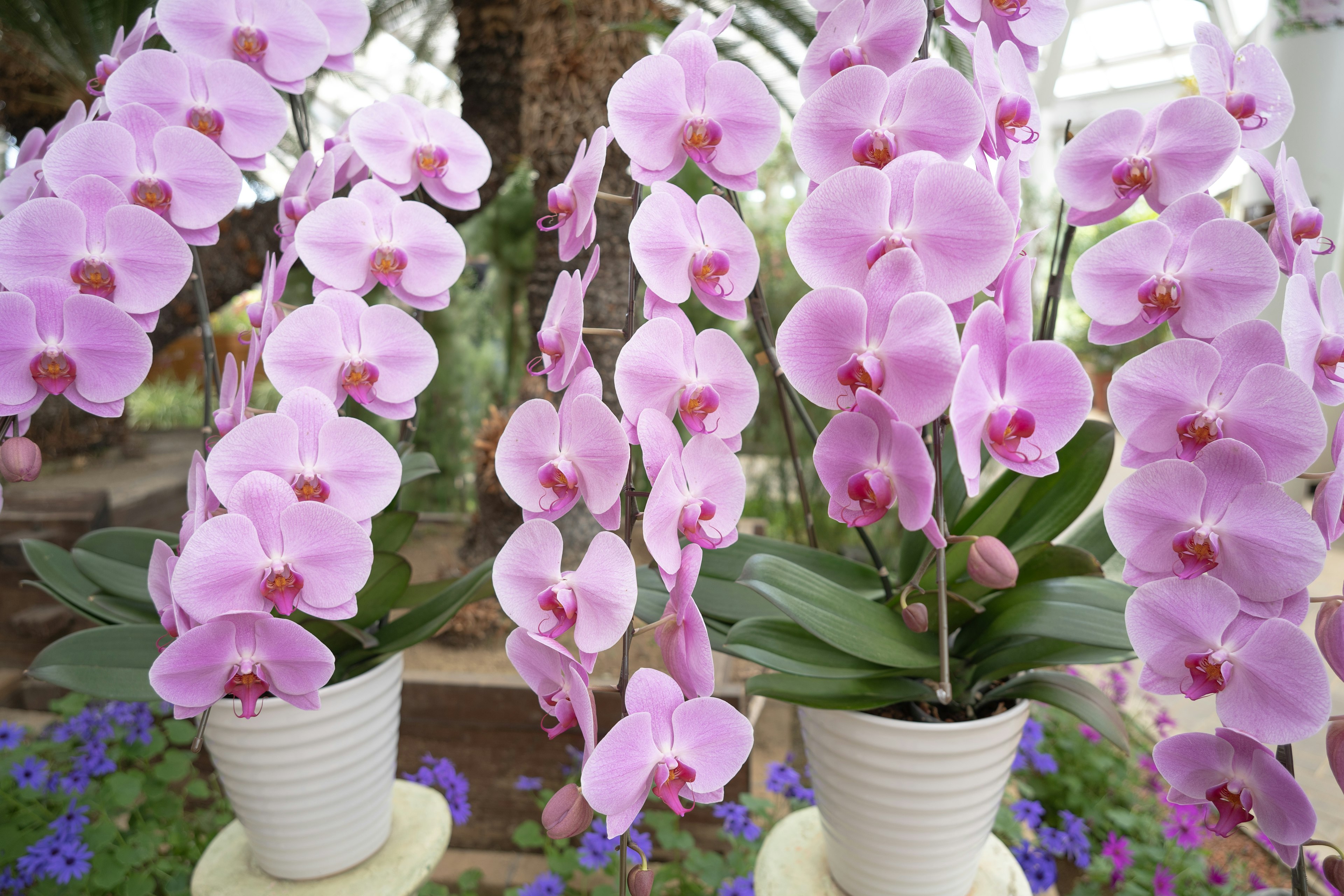 Fleurs d'orchidées roses disposées dans des pots dans un cadre de serre