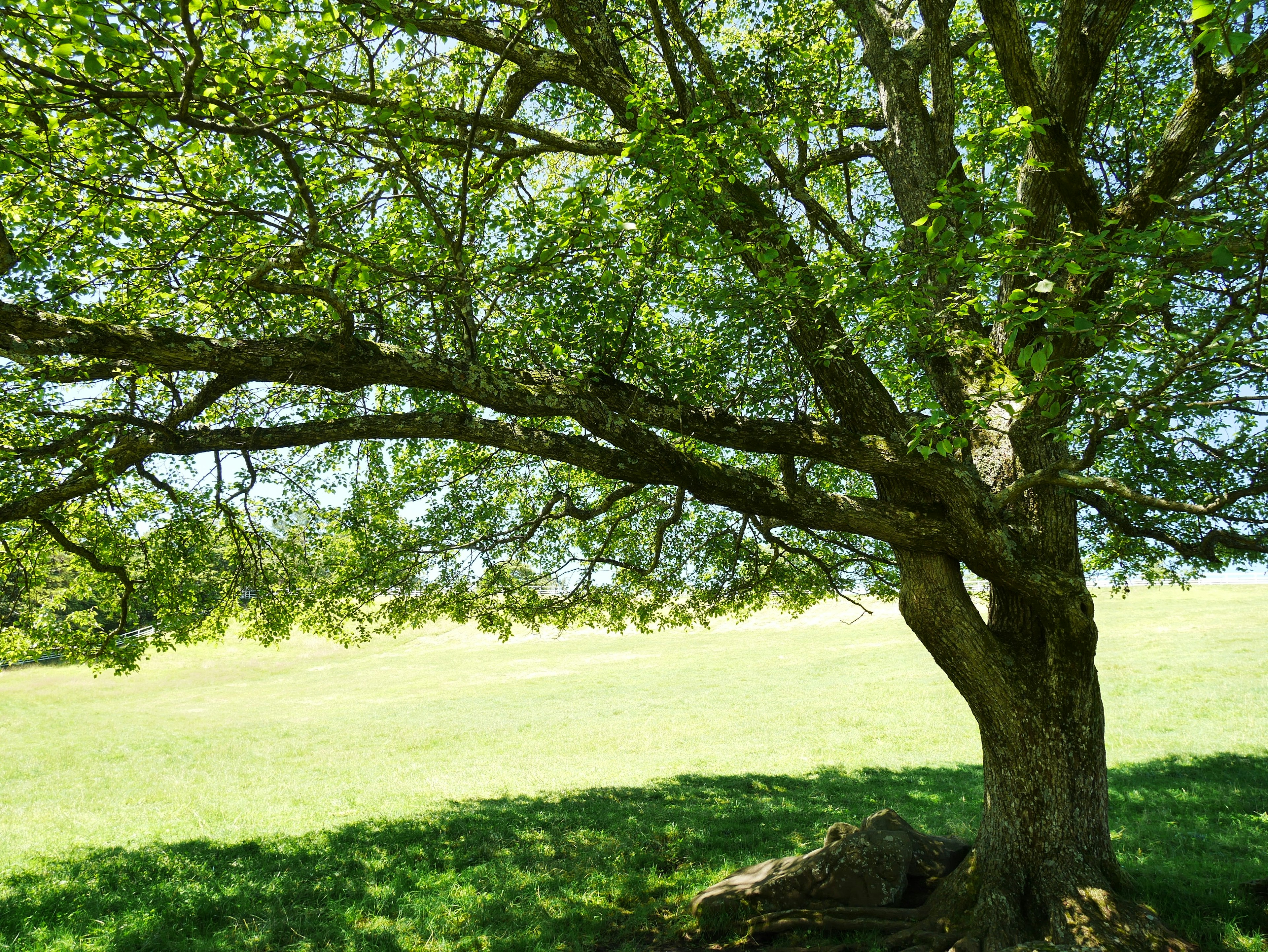 Grande albero con foglie verdi espanse e terreno erboso sotto