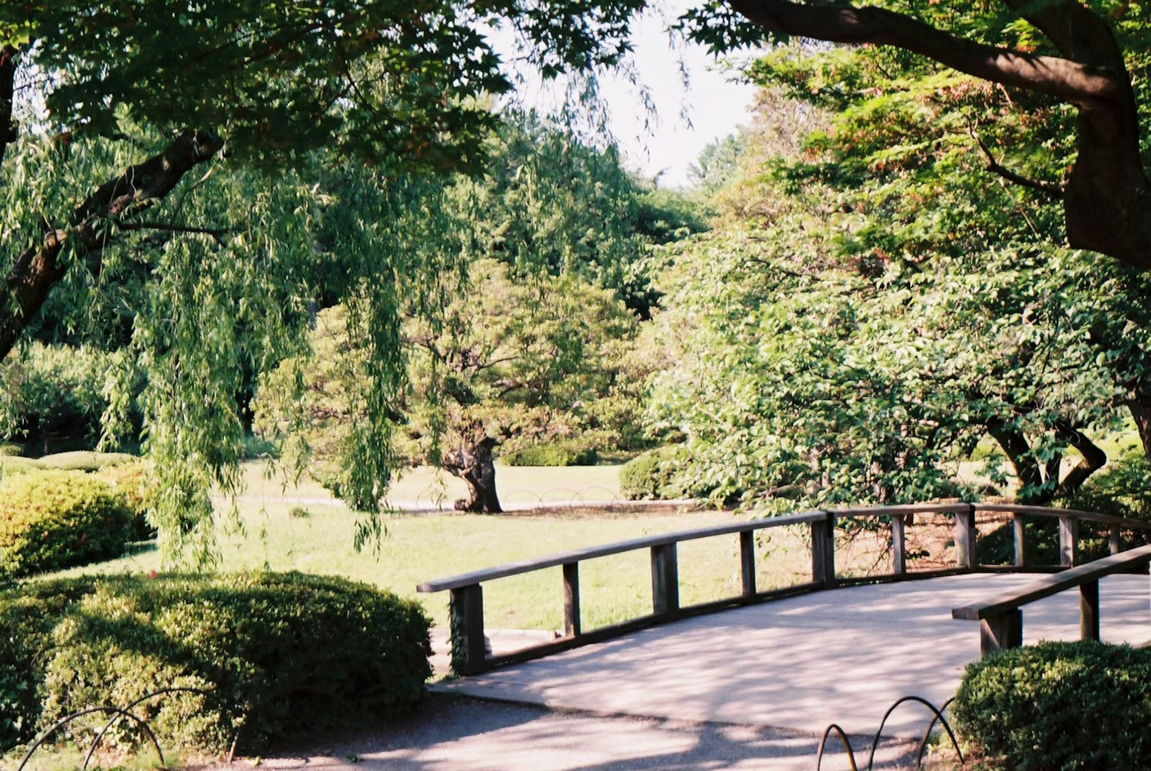 公園の緑豊かな風景と曲がりくねった歩道