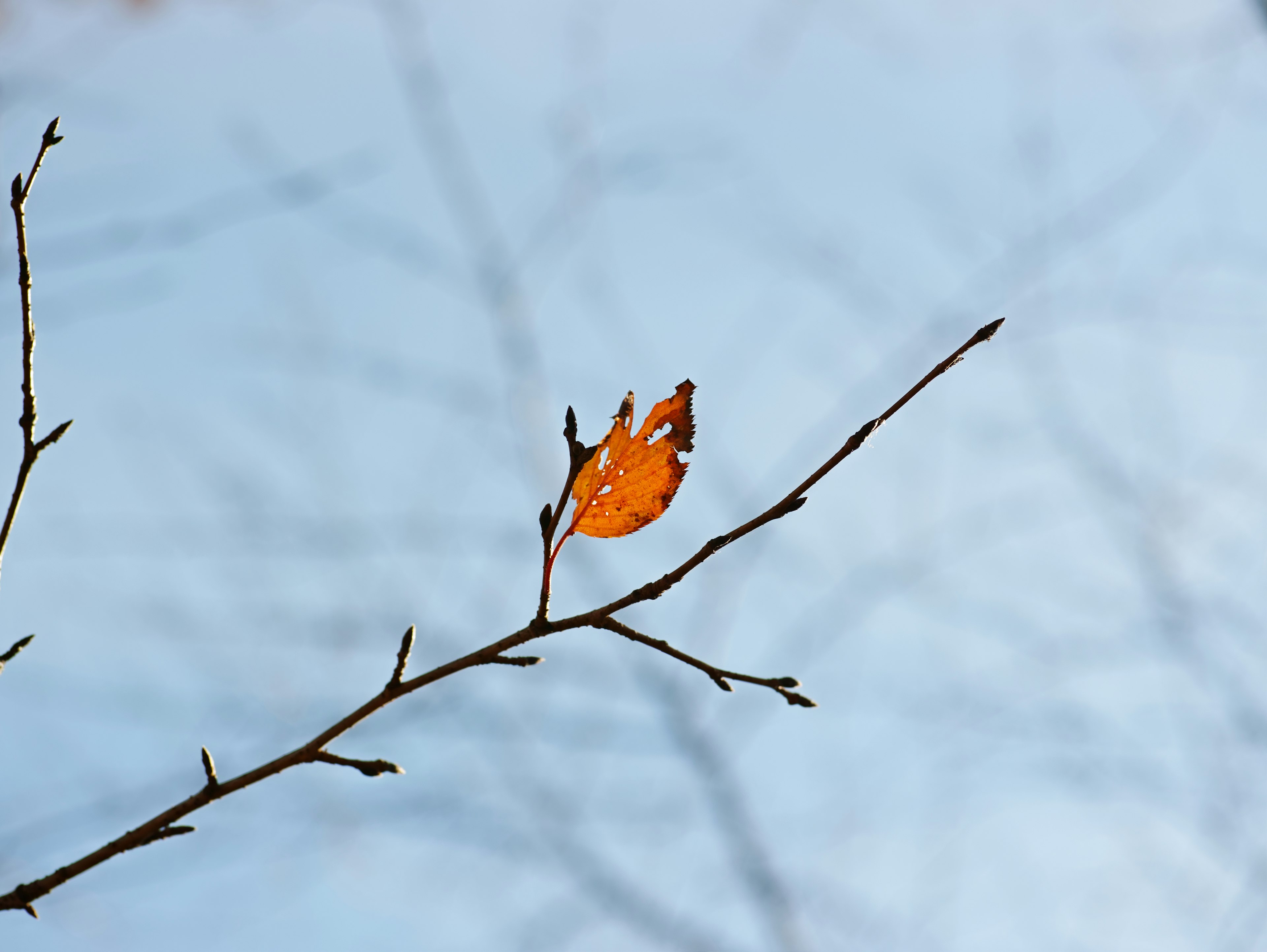 An orange leaf clinging to a thin branch against a blue sky