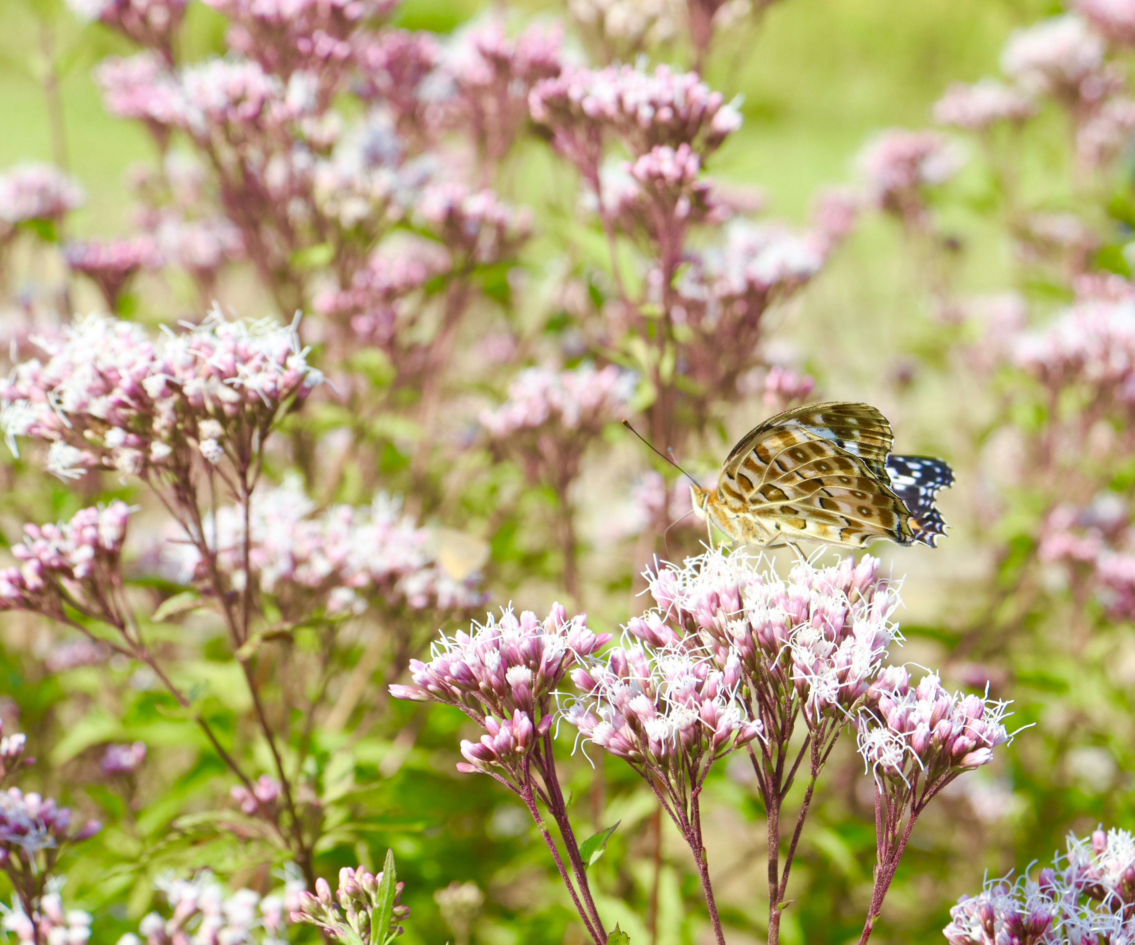 Un papillon vibrant perché parmi des fleurs roses