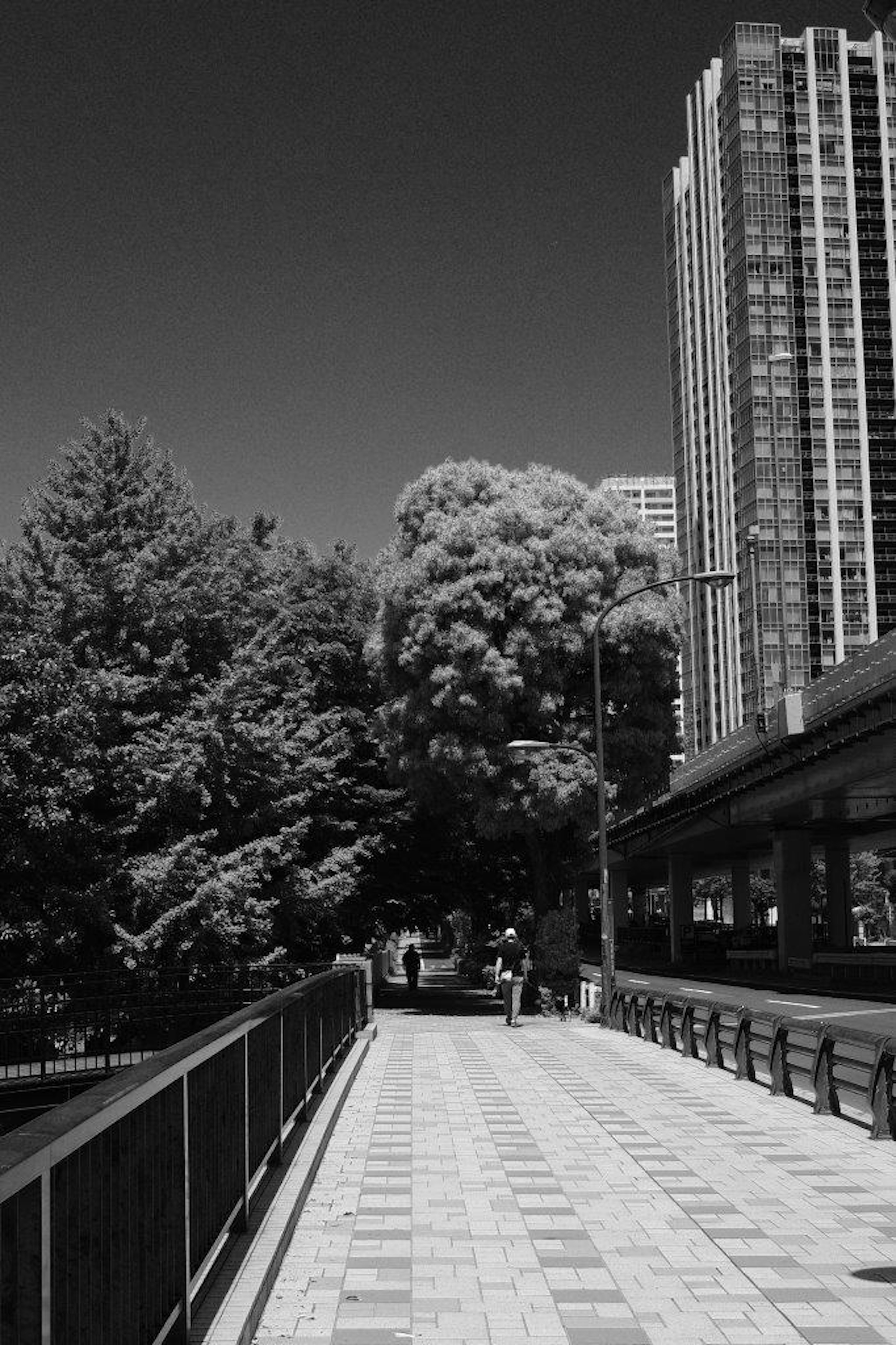 Black and white view of a park walkway lined with large trees and skyscrapers