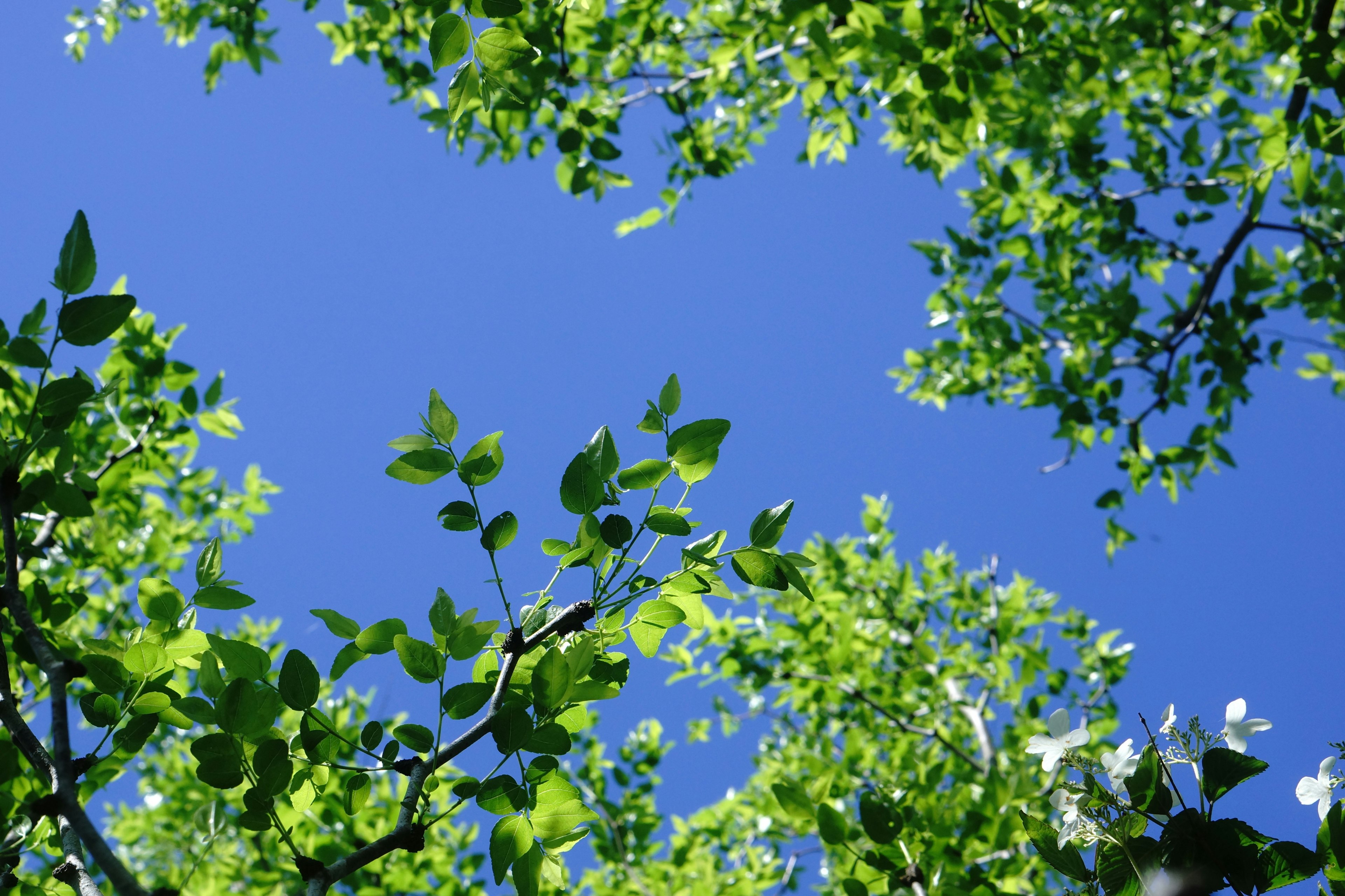 Primo piano di foglie verdi contro un cielo blu