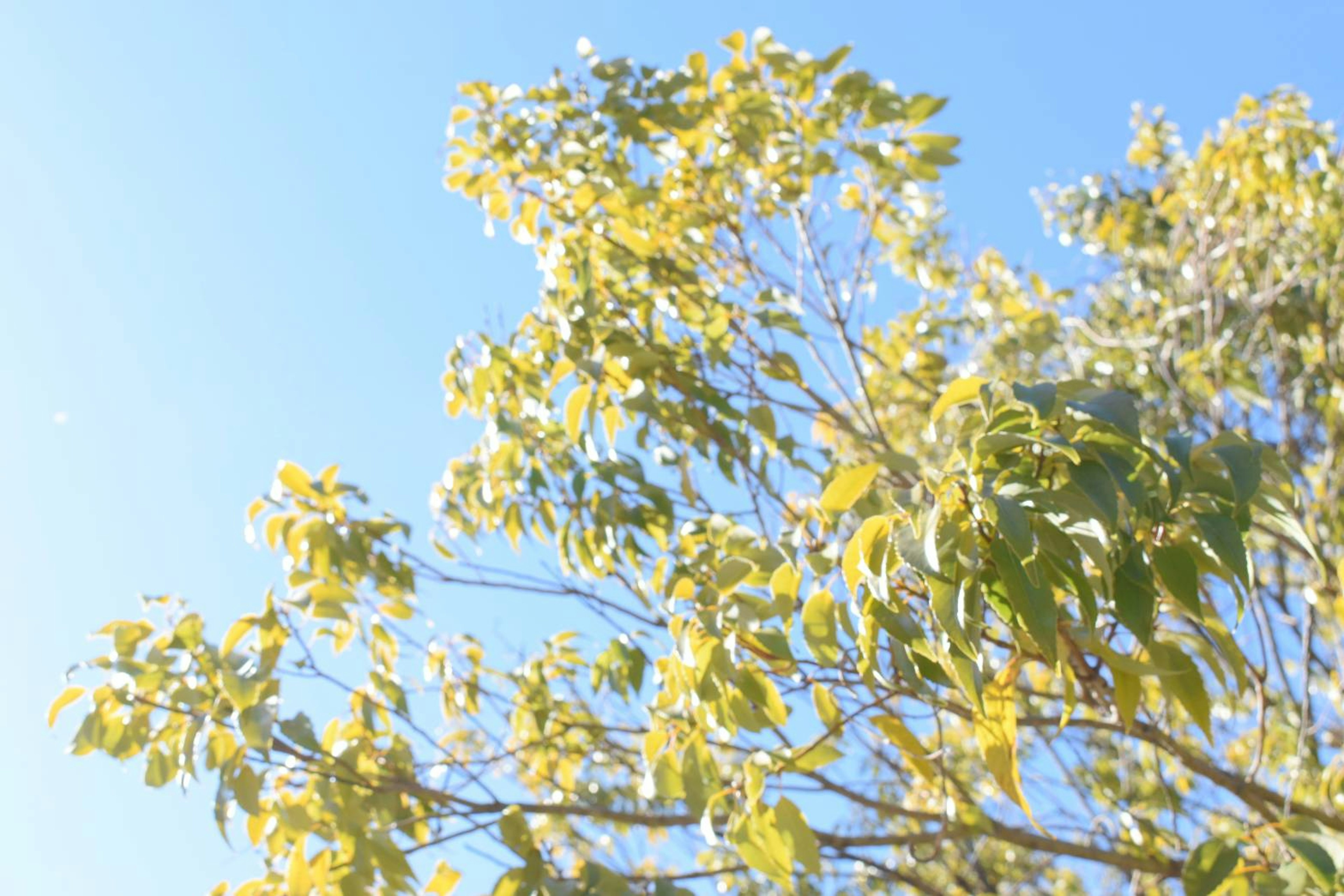 Tree with green leaves under a blue sky