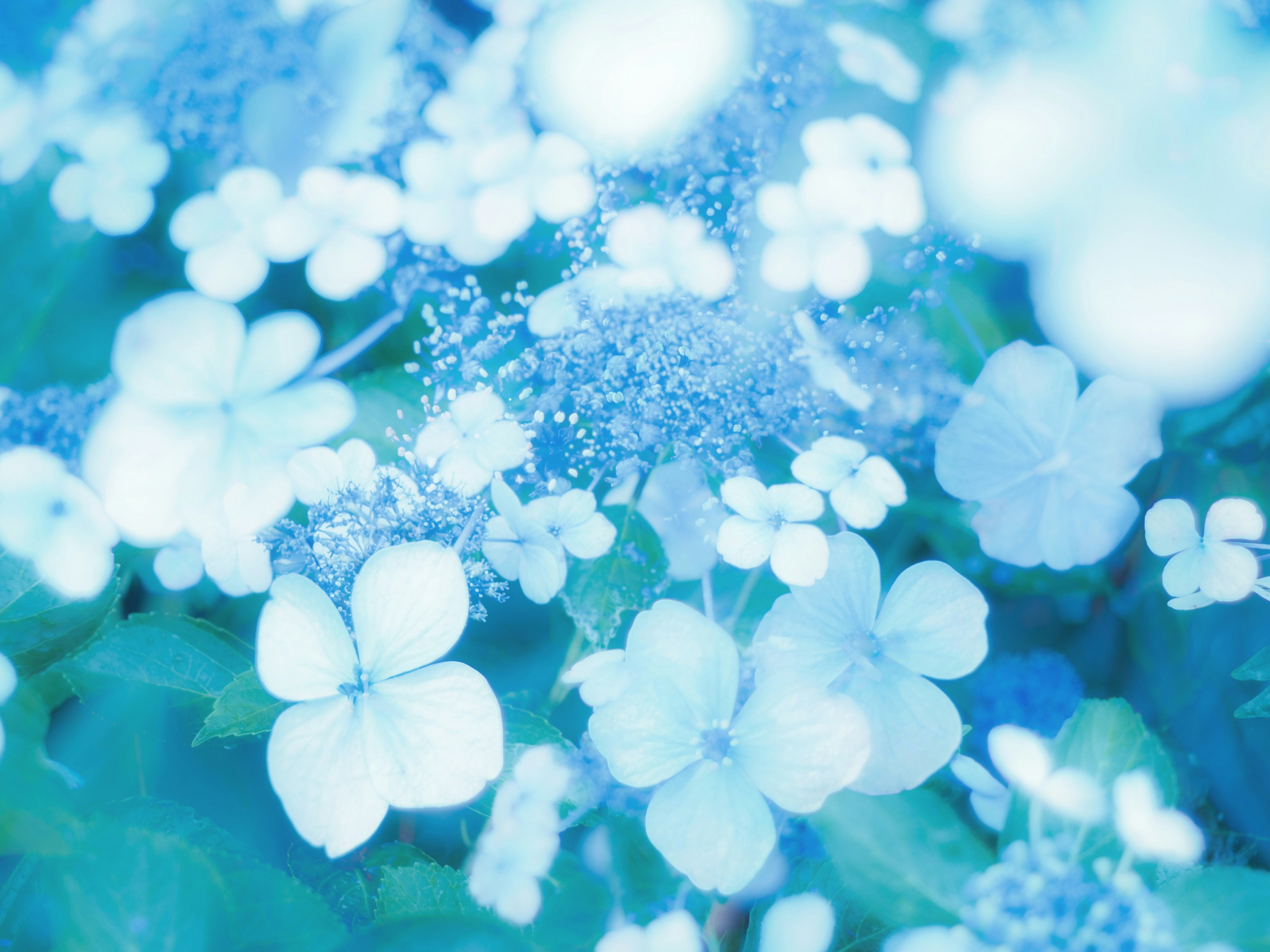 Delicate blue flowers with green leaves in a soft focus setting