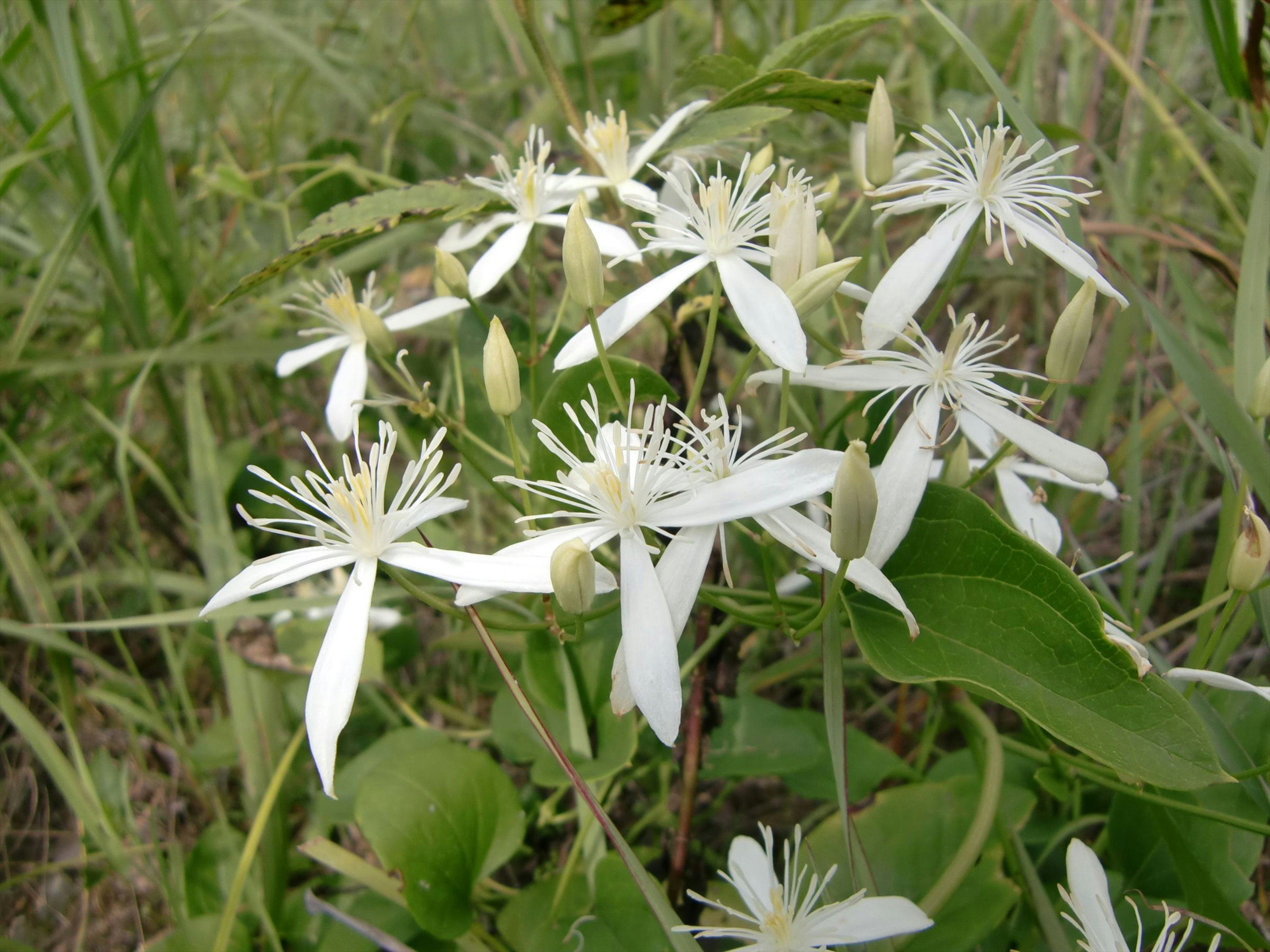 Cluster of white flowers blooming in a grassy area