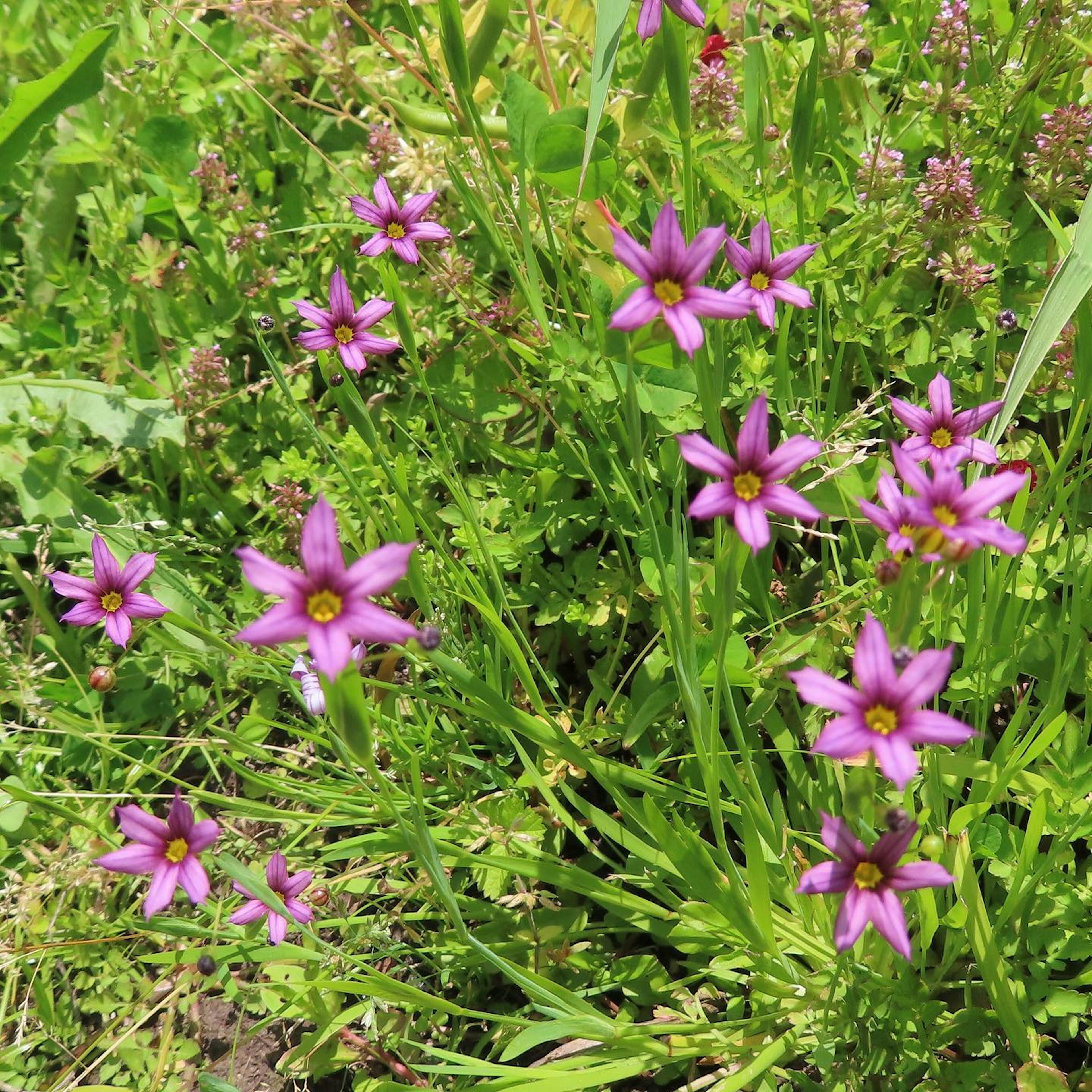 Vibrant pink flowers blooming in a lush green grassy area