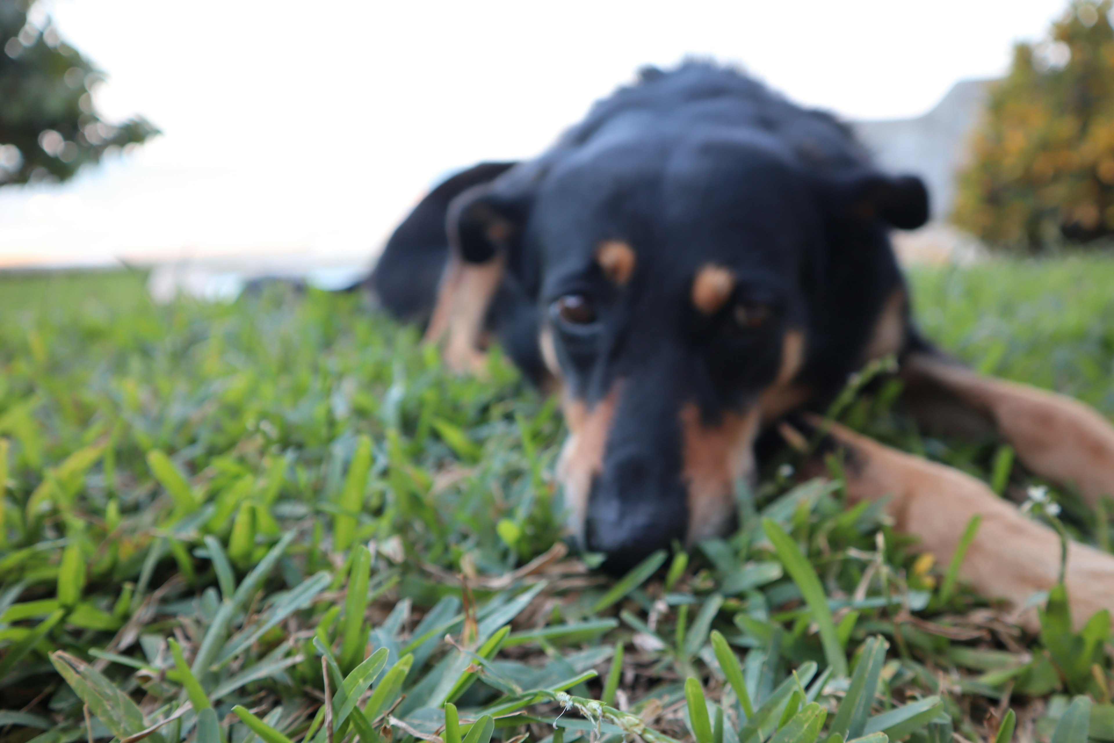 Nahaufnahme eines schwarzen Hundes, der auf dem Gras liegt