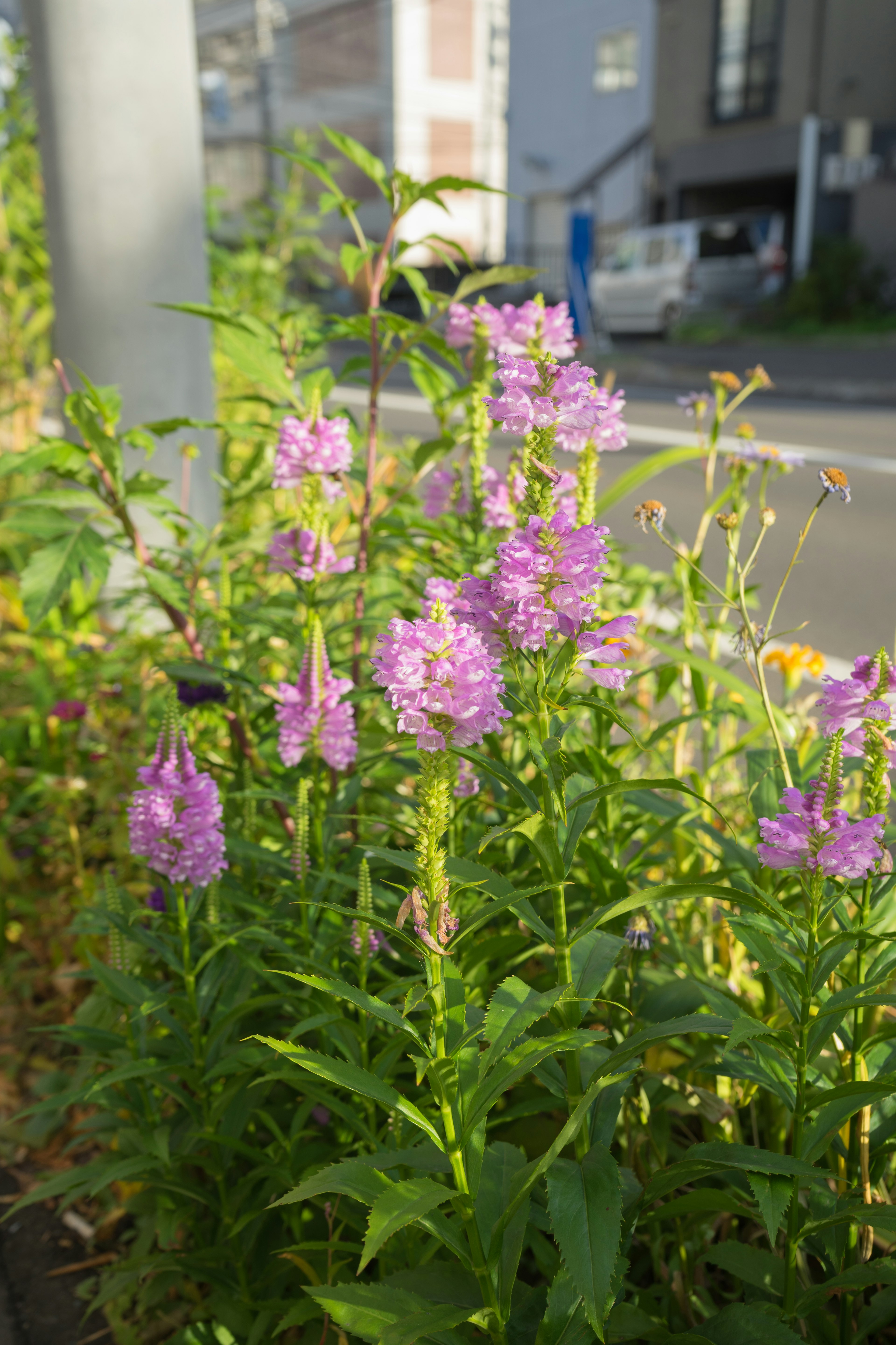 ดอกไม้สีม่วงบานอยู่ข้างถนน