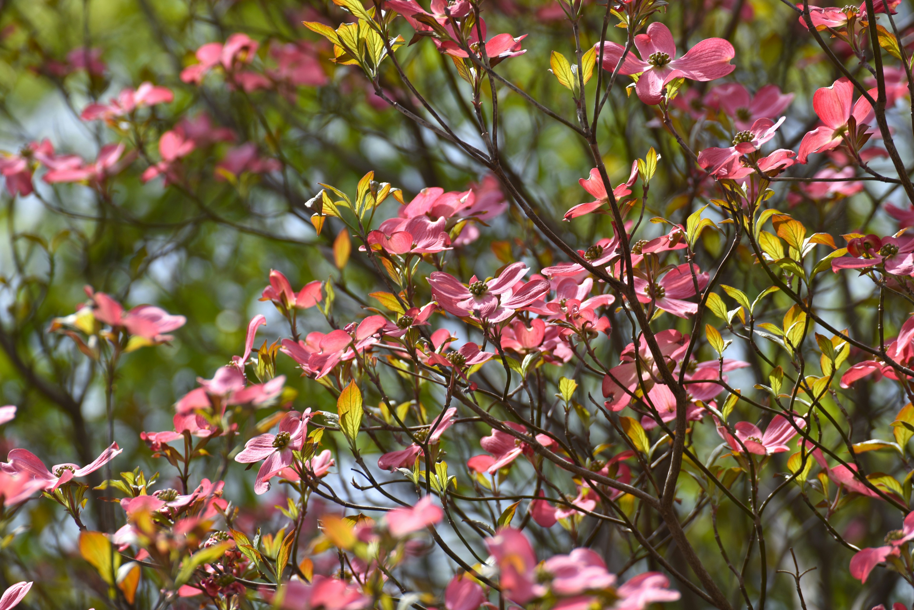 Primo piano di rami con fiori rosa di corniolo e foglie verdi