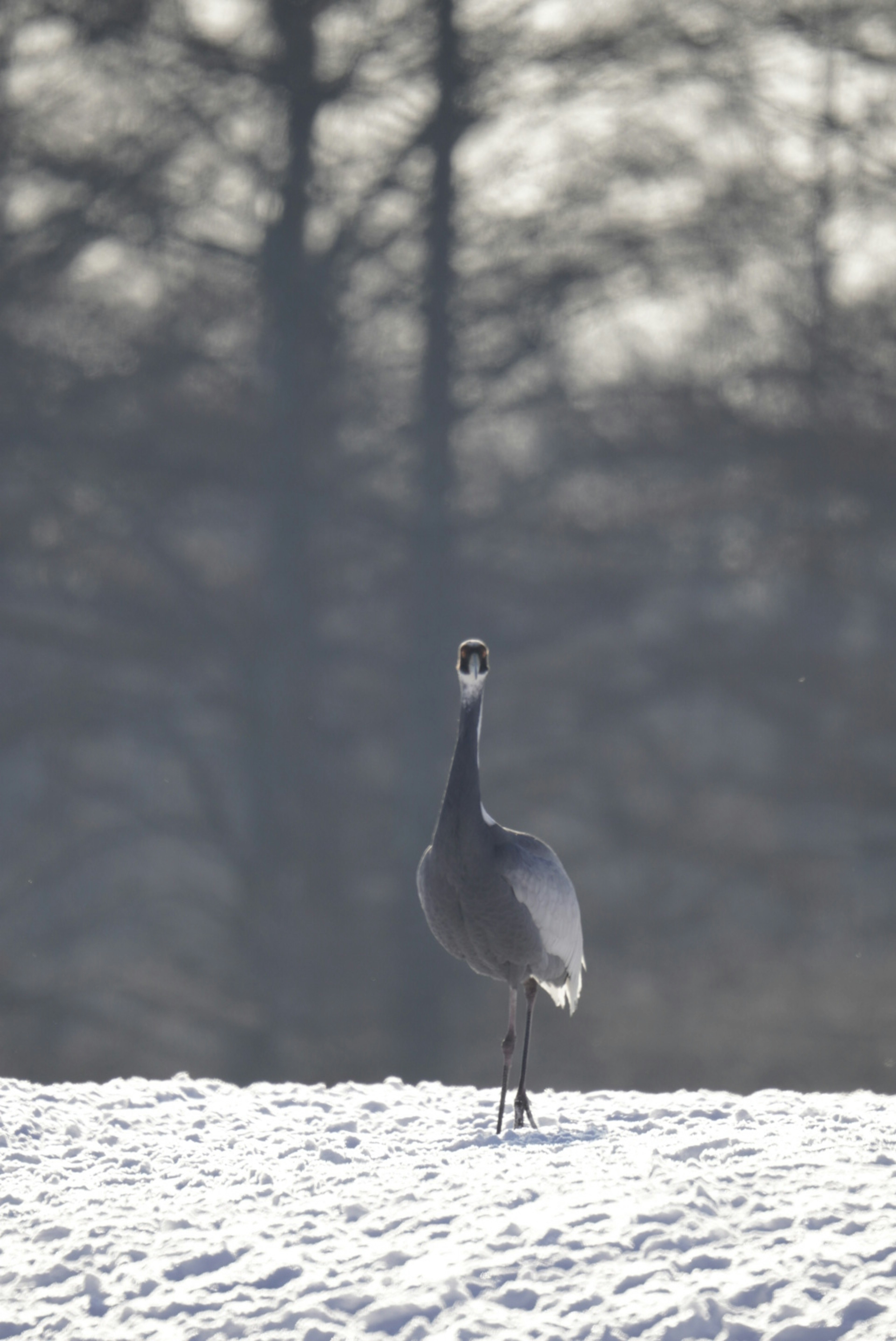 Eine Kranich steht auf Schnee mit verschwommenen Bäumen im Hintergrund