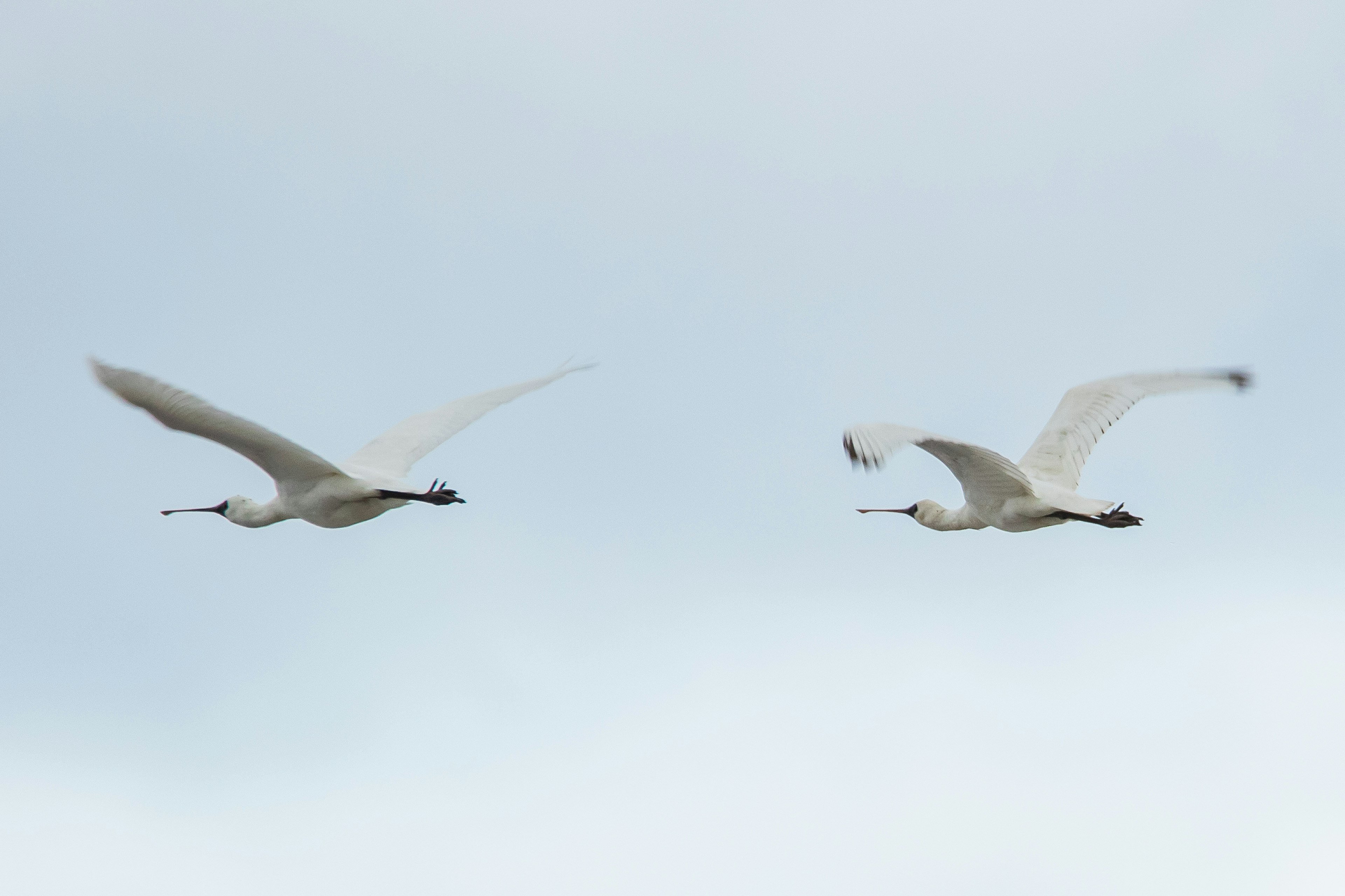 Two white egrets flying in the sky