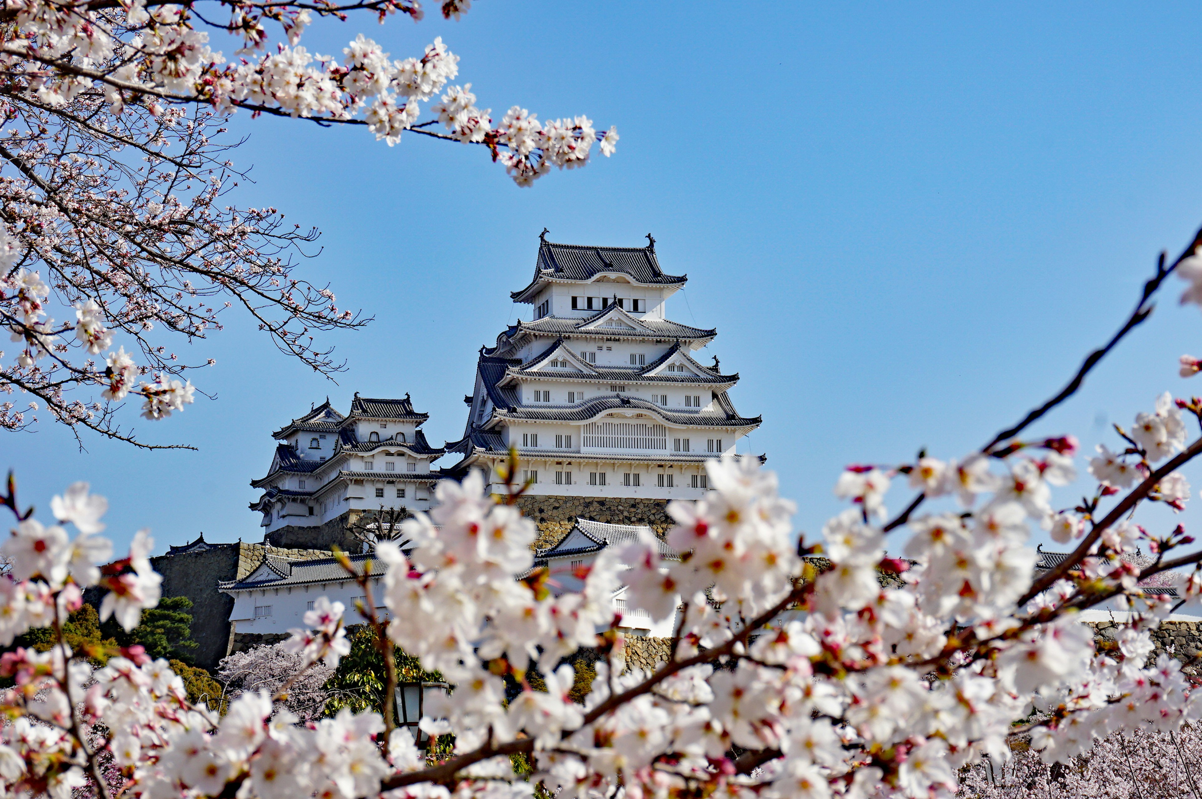 Pemandangan indah Kastil Himeji di bawah langit biru dikelilingi bunga sakura