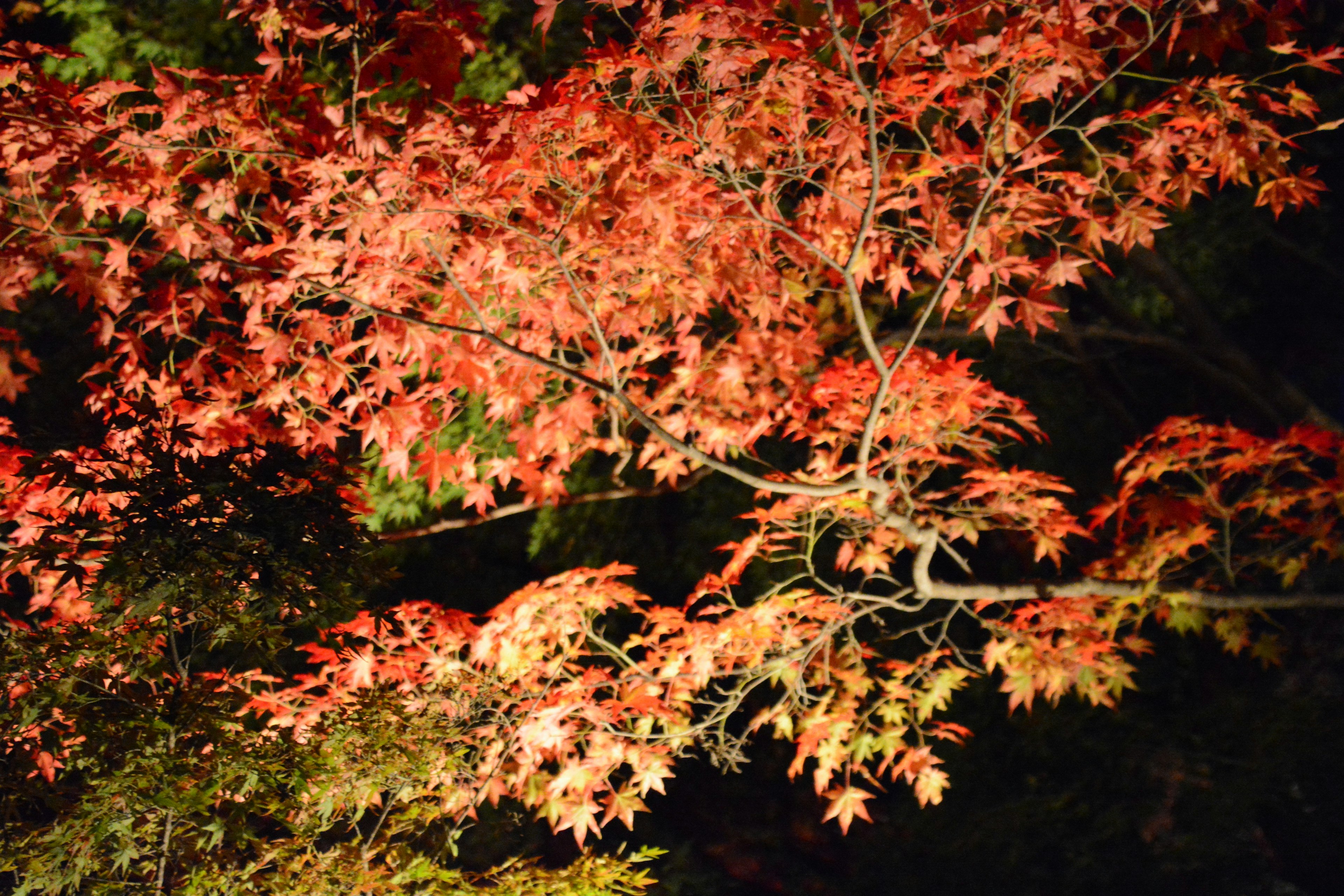 Foglie di acero rosse vivaci illuminate su uno sfondo scuro