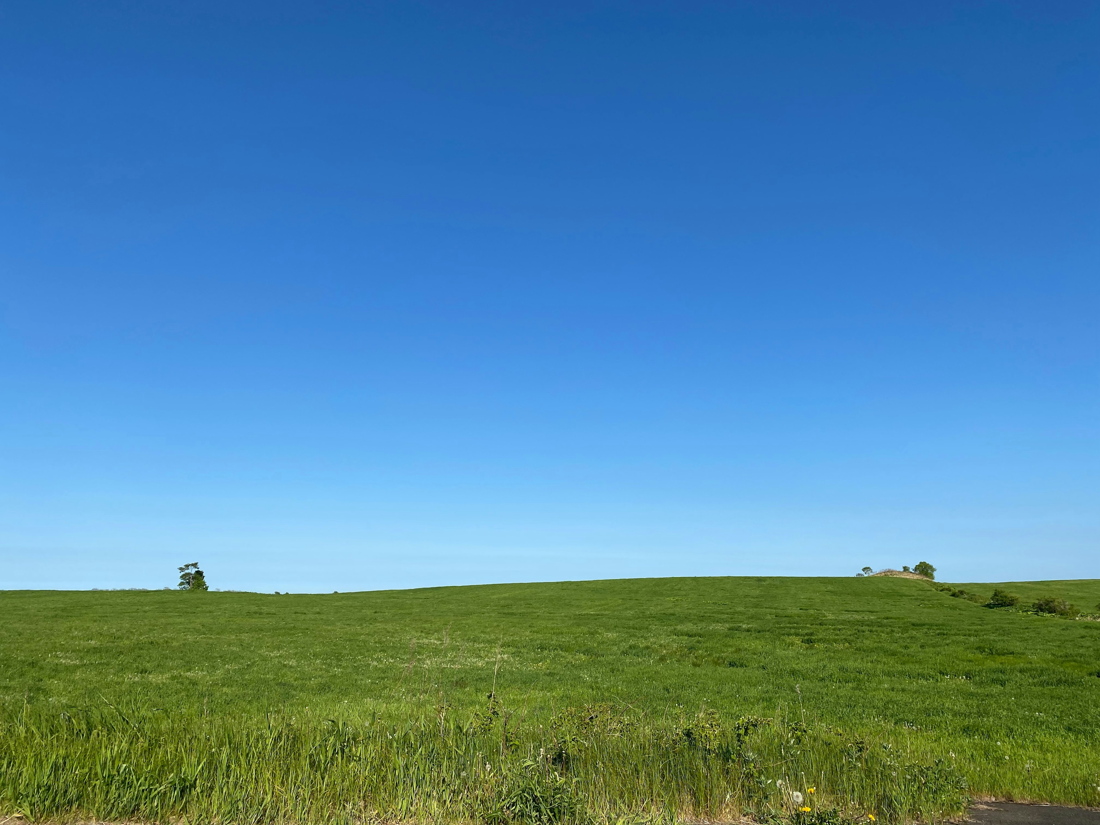 Prairie verte expansive sous un ciel bleu clair