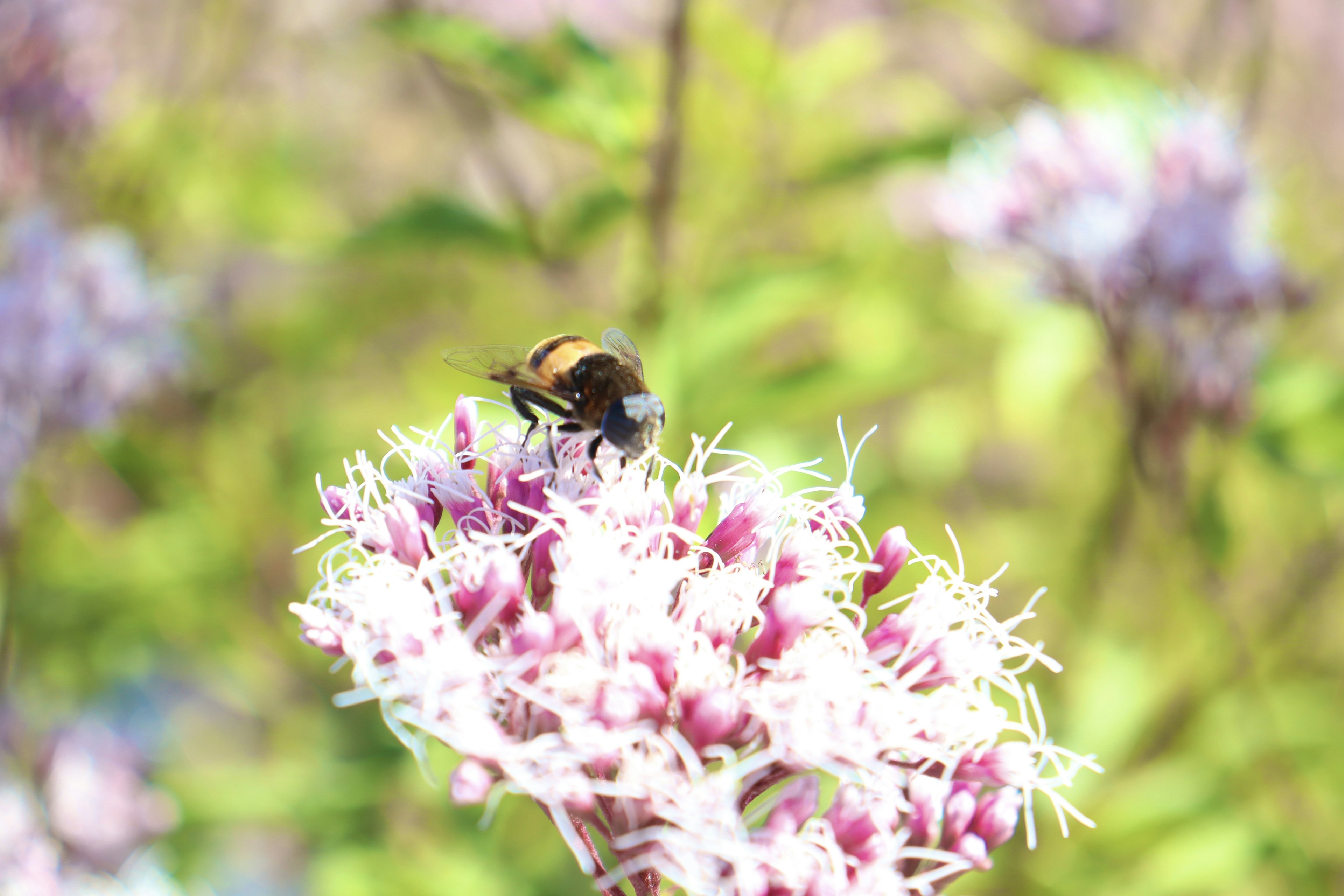 Close-up of a bee on a flower with purple blooms and green background