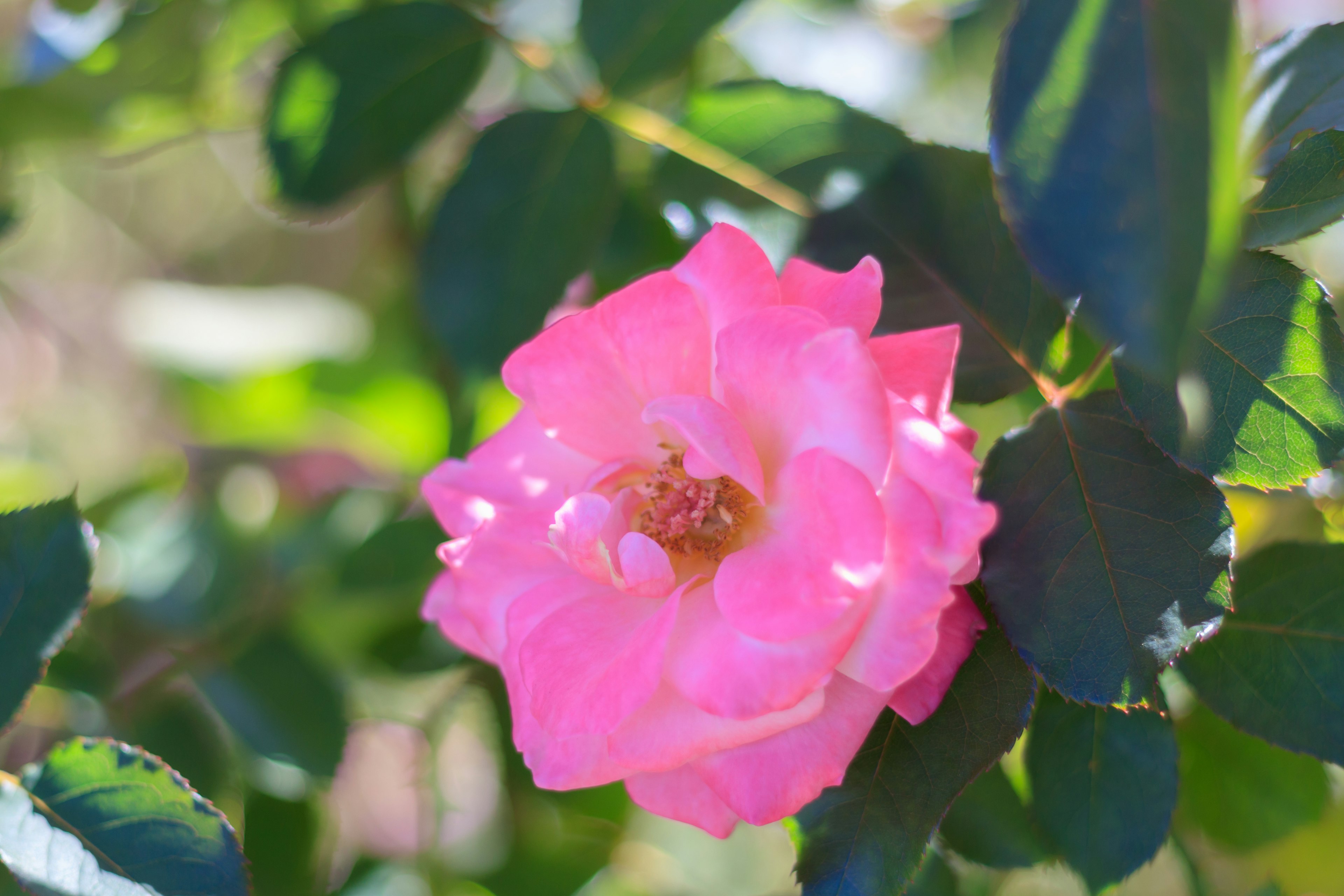 Vibrant pink rose flower with green leaves