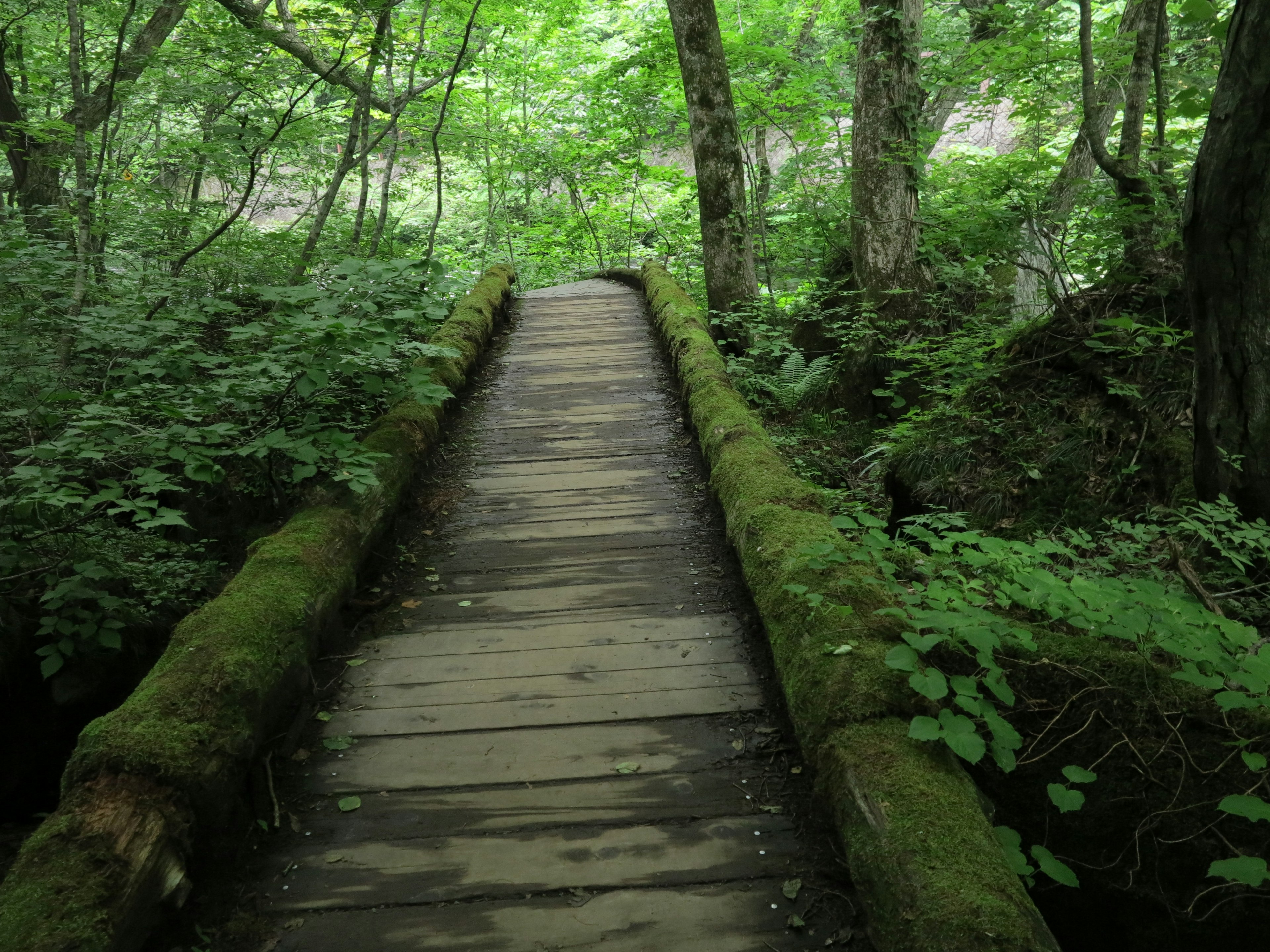 Wooden bridge surrounded by lush green forest