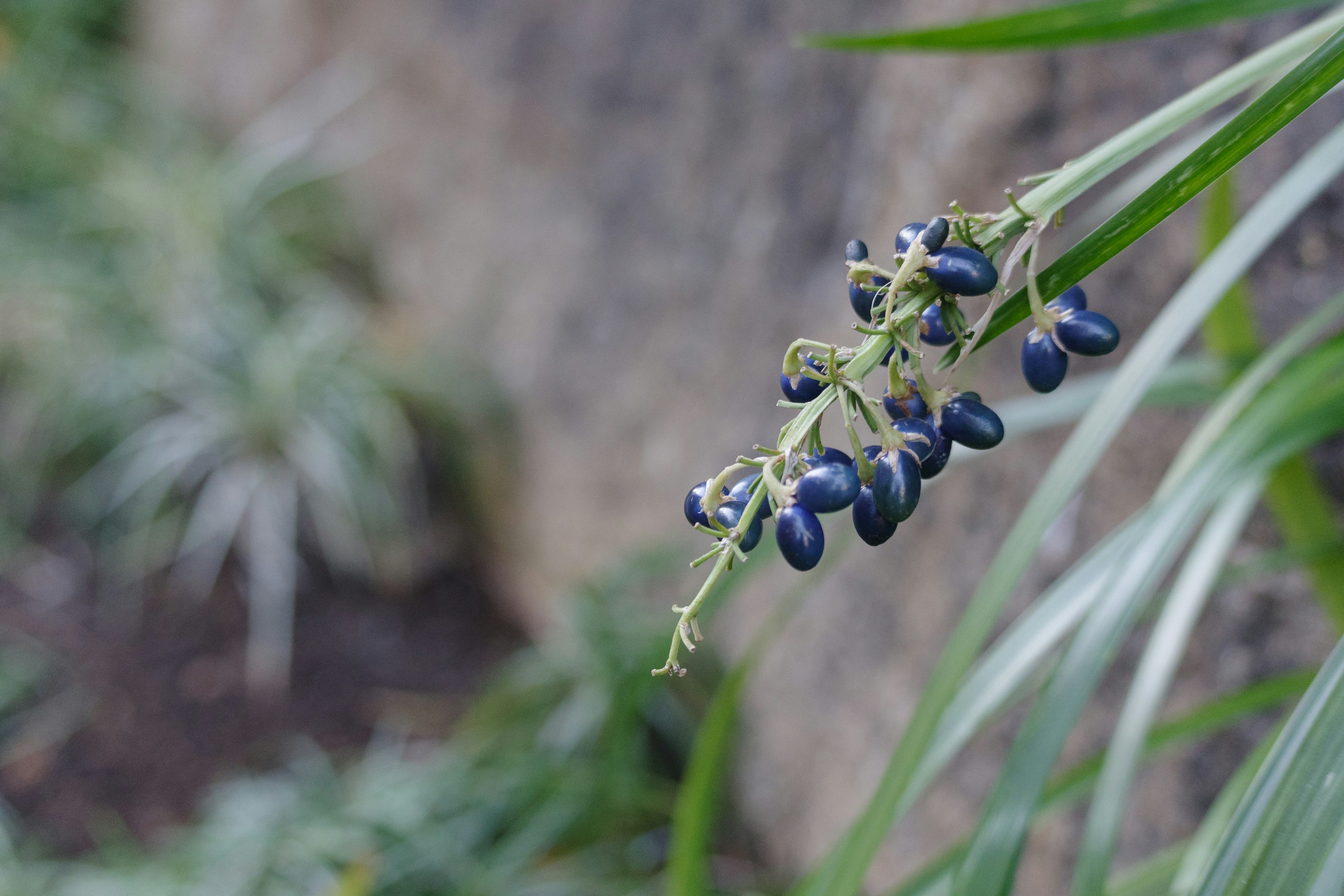 Nahaufnahme einer Pflanze mit blauen Früchten vor einem felsigen Hintergrund und anderen Pflanzen